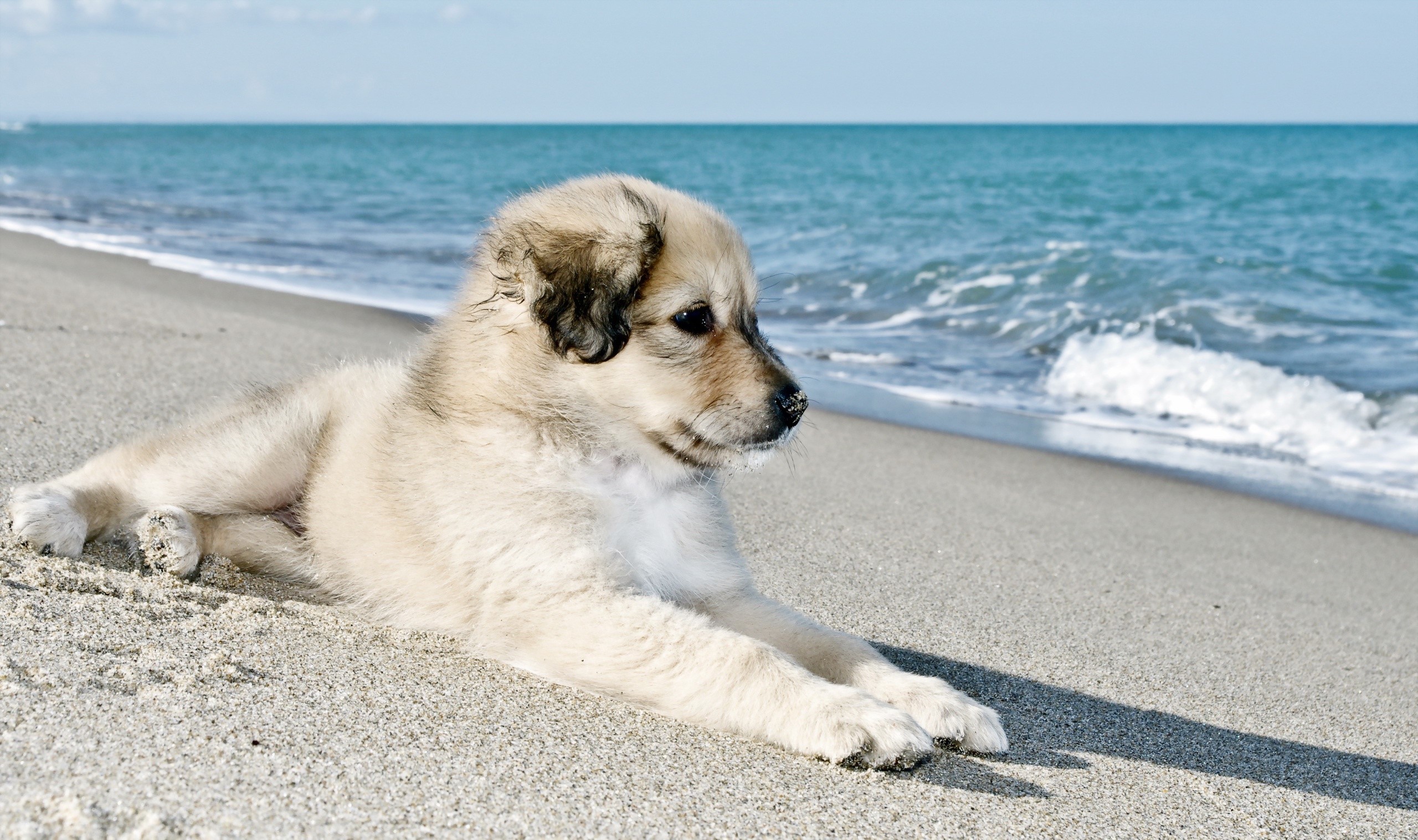 Puppy lying on a sandy beach by the sea HD Wallpaper