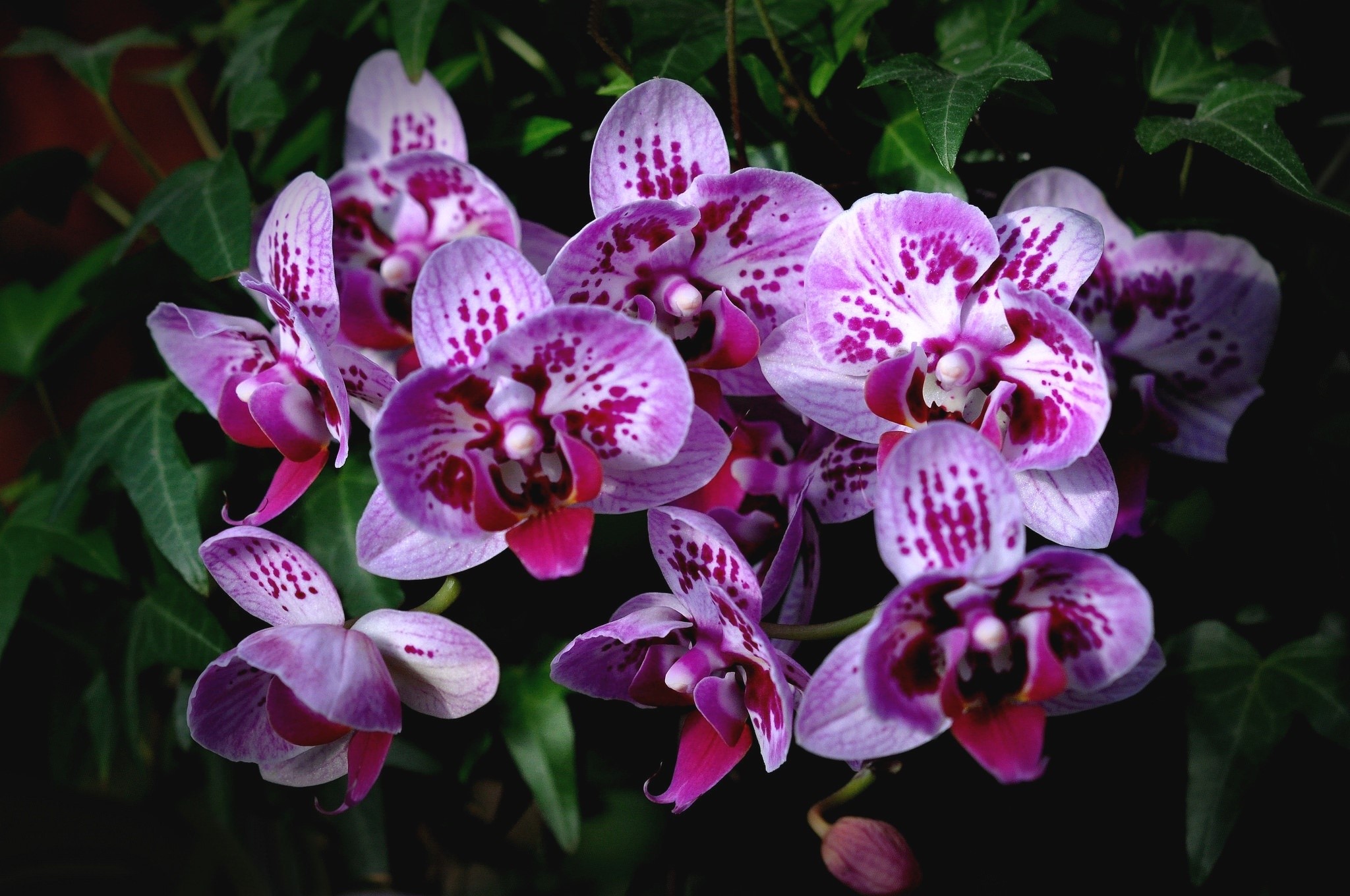 Close-up of purple and white orchids HD Wallpaper