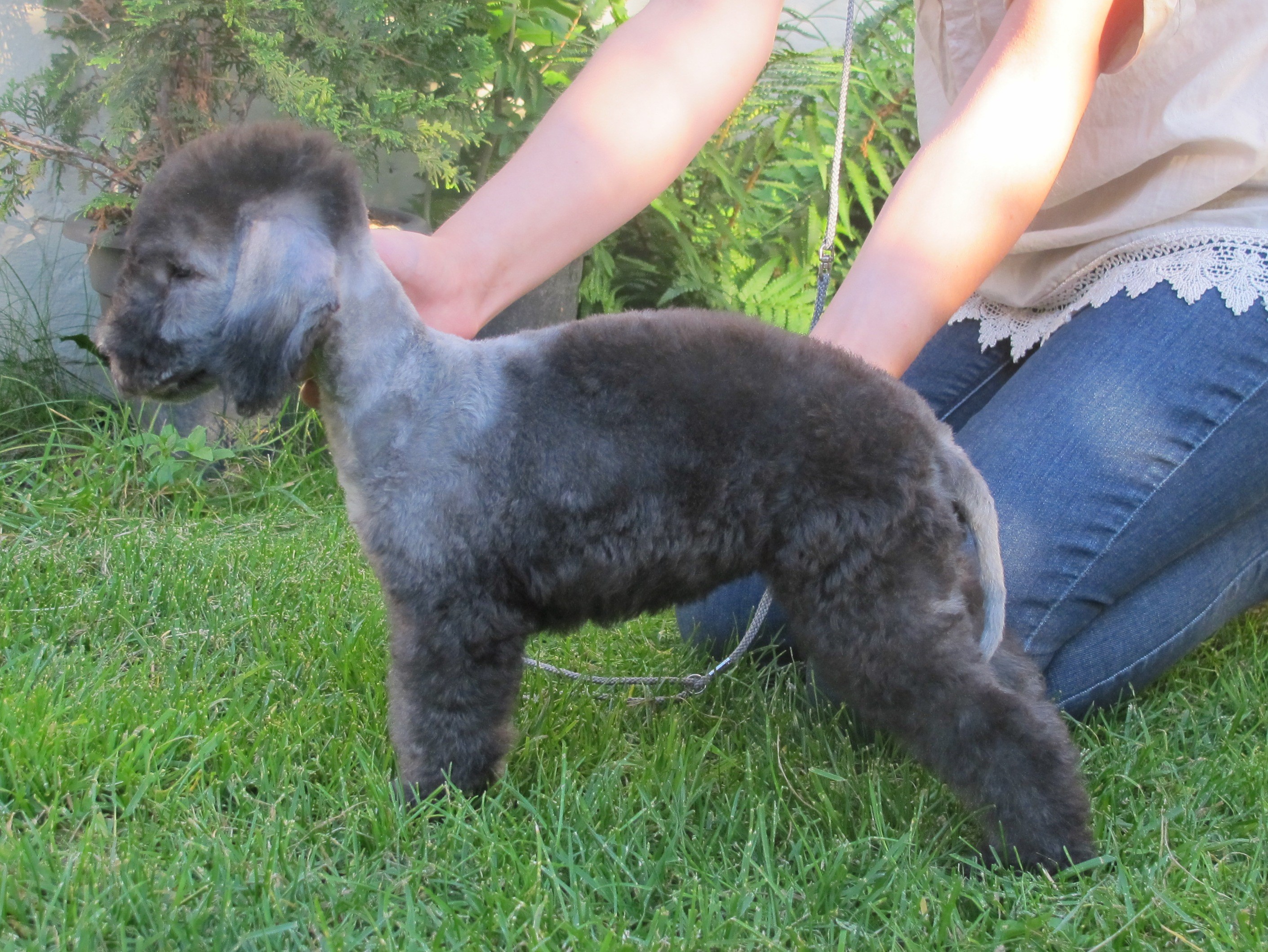 Bedlington Terrier dog standing on grass HD Wallpaper