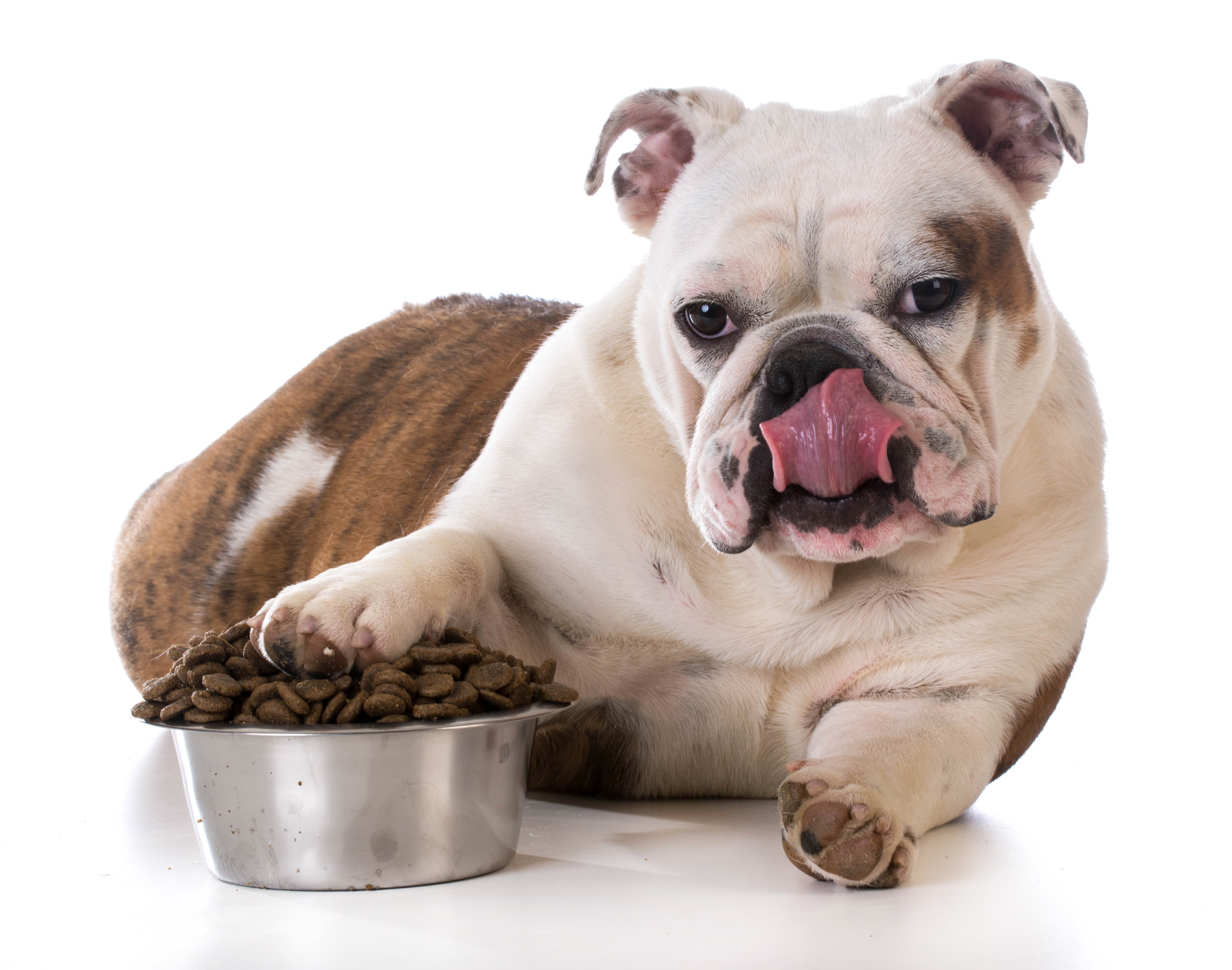 Bulldog with a bowl of dog food HD Wallpaper