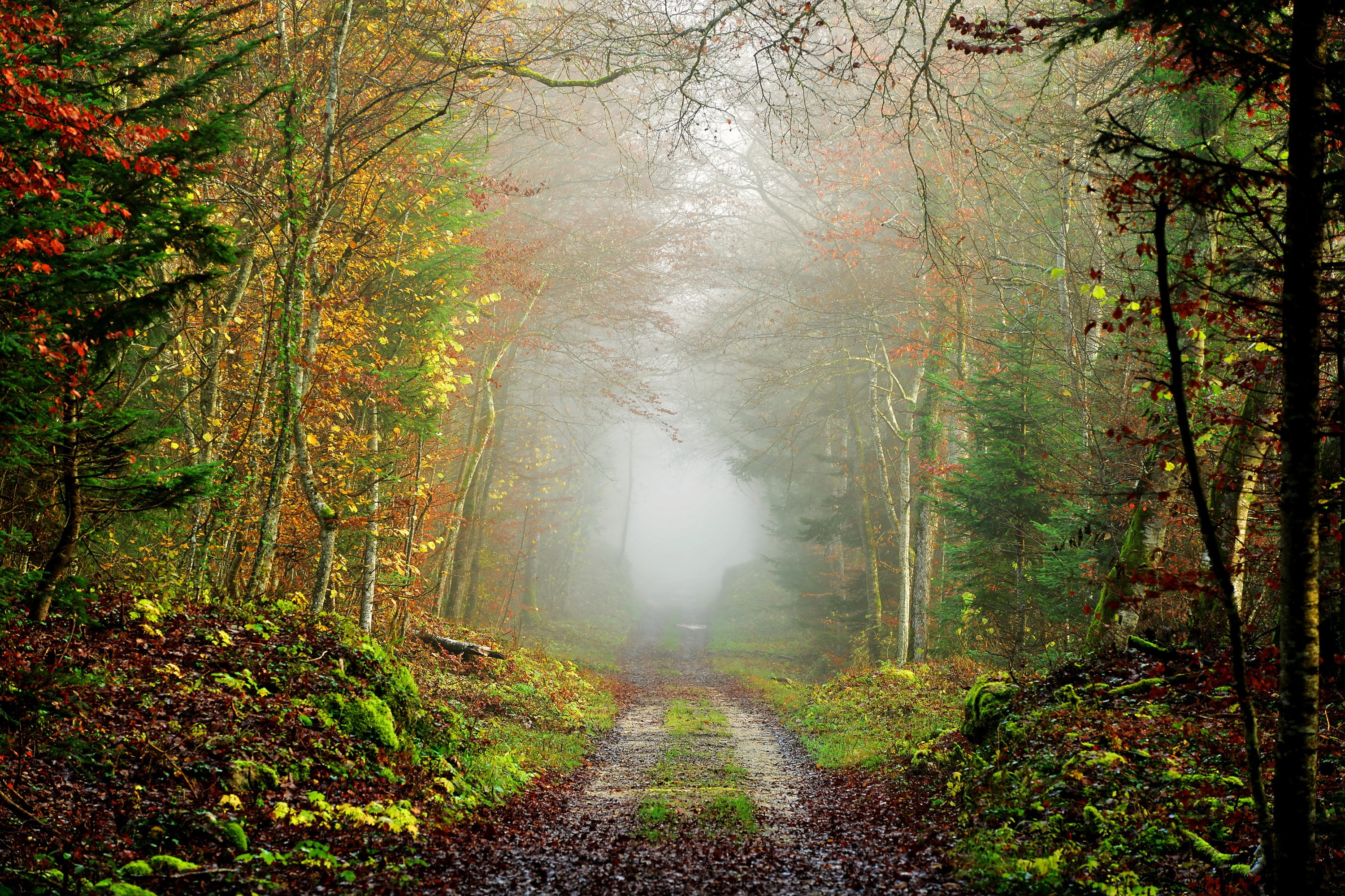 Autumn forest road shrouded in fog HD Wallpaper