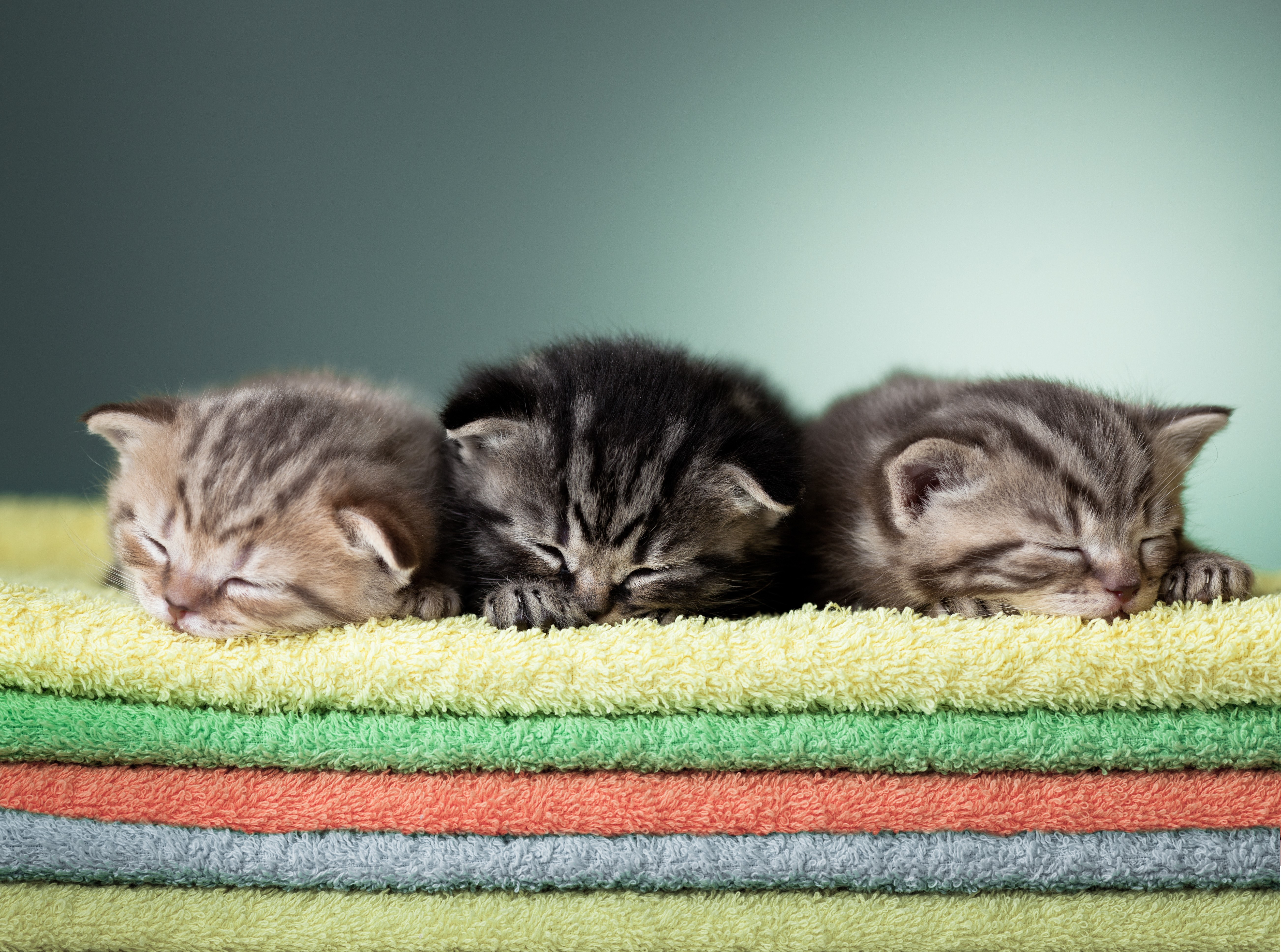 Three Kittens Sleeping on Towels HD Wallpaper