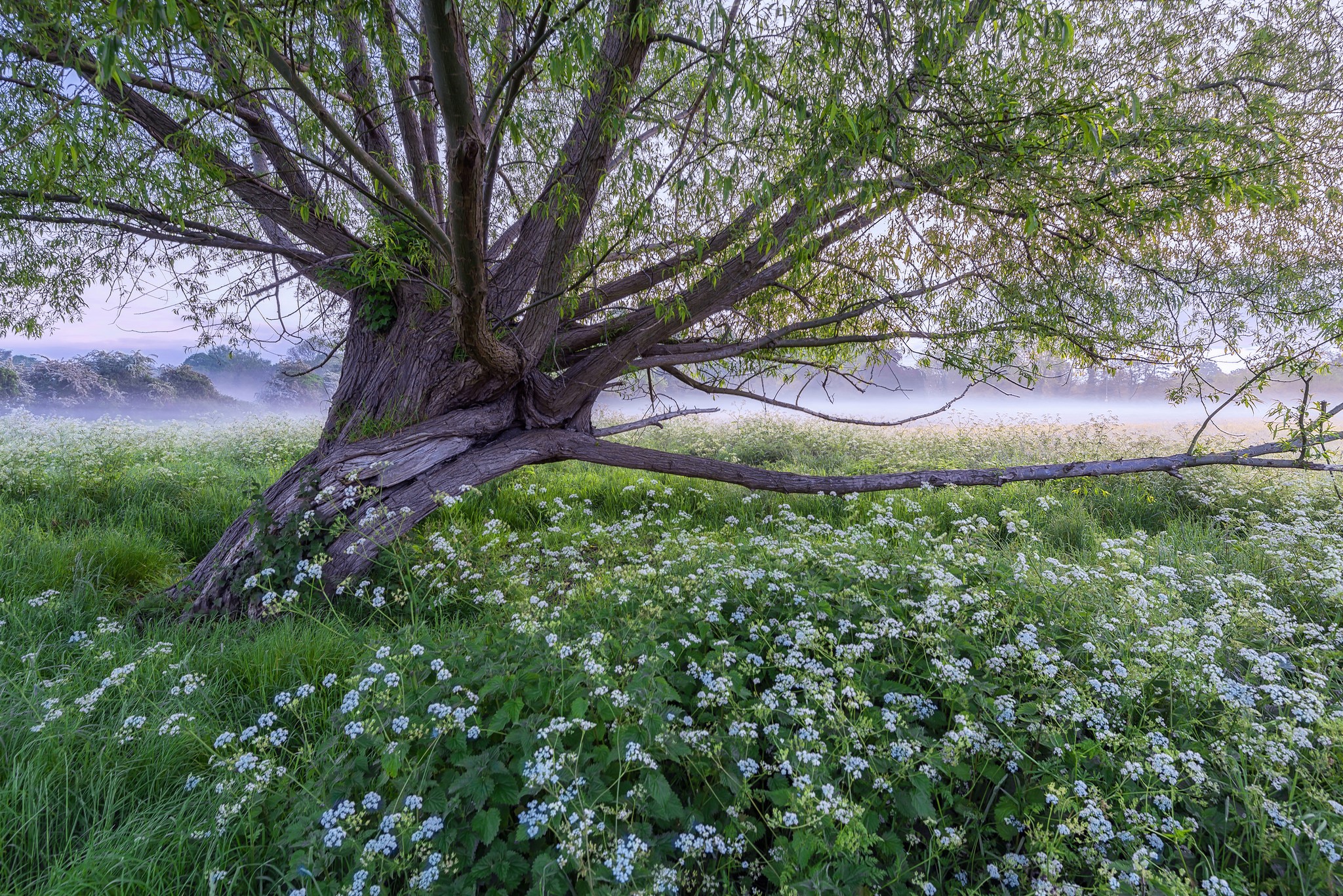 Tree in a foggy meadow with white flowers HD Wallpaper