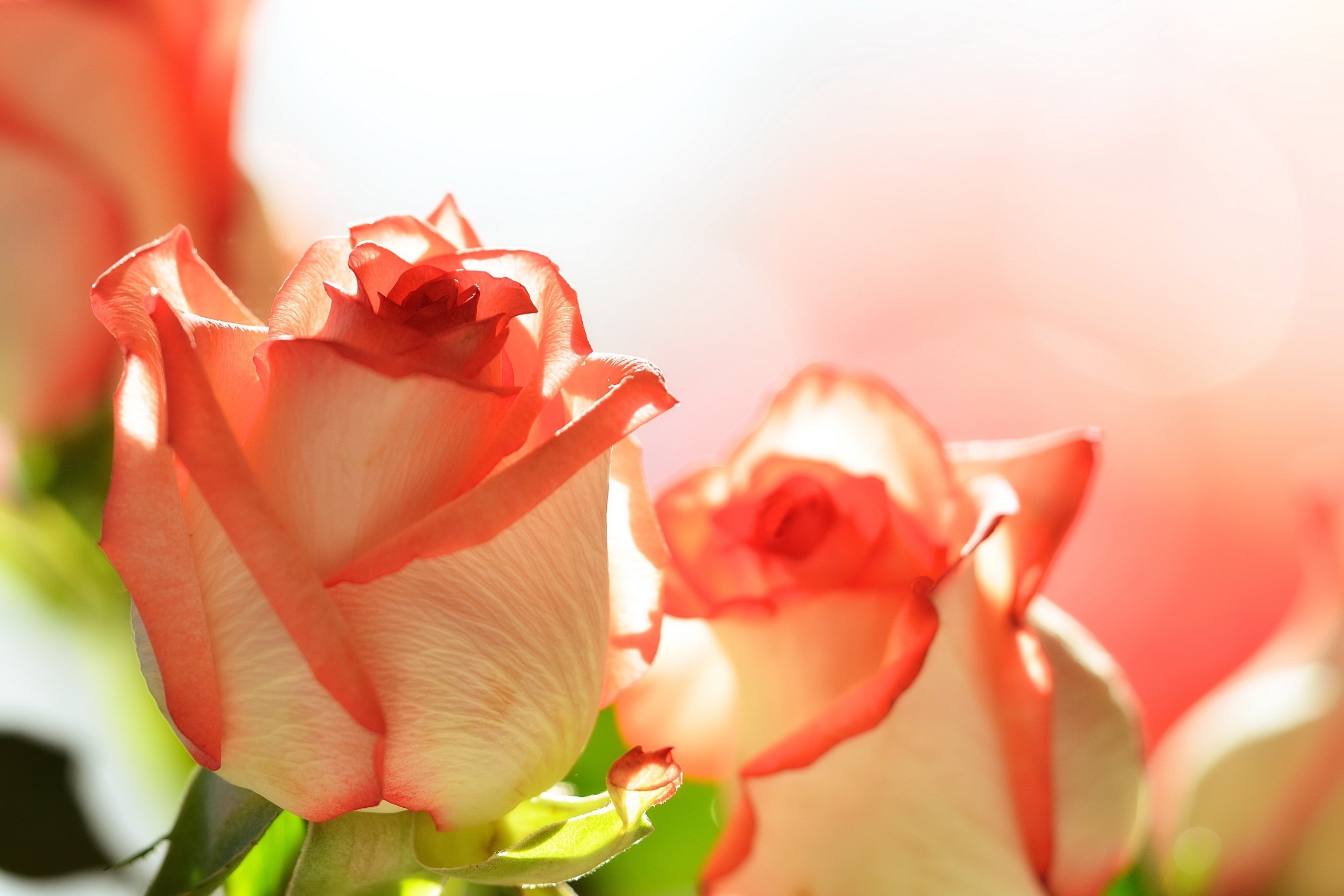 Close-up of Pink and White Roses HD Wallpaper