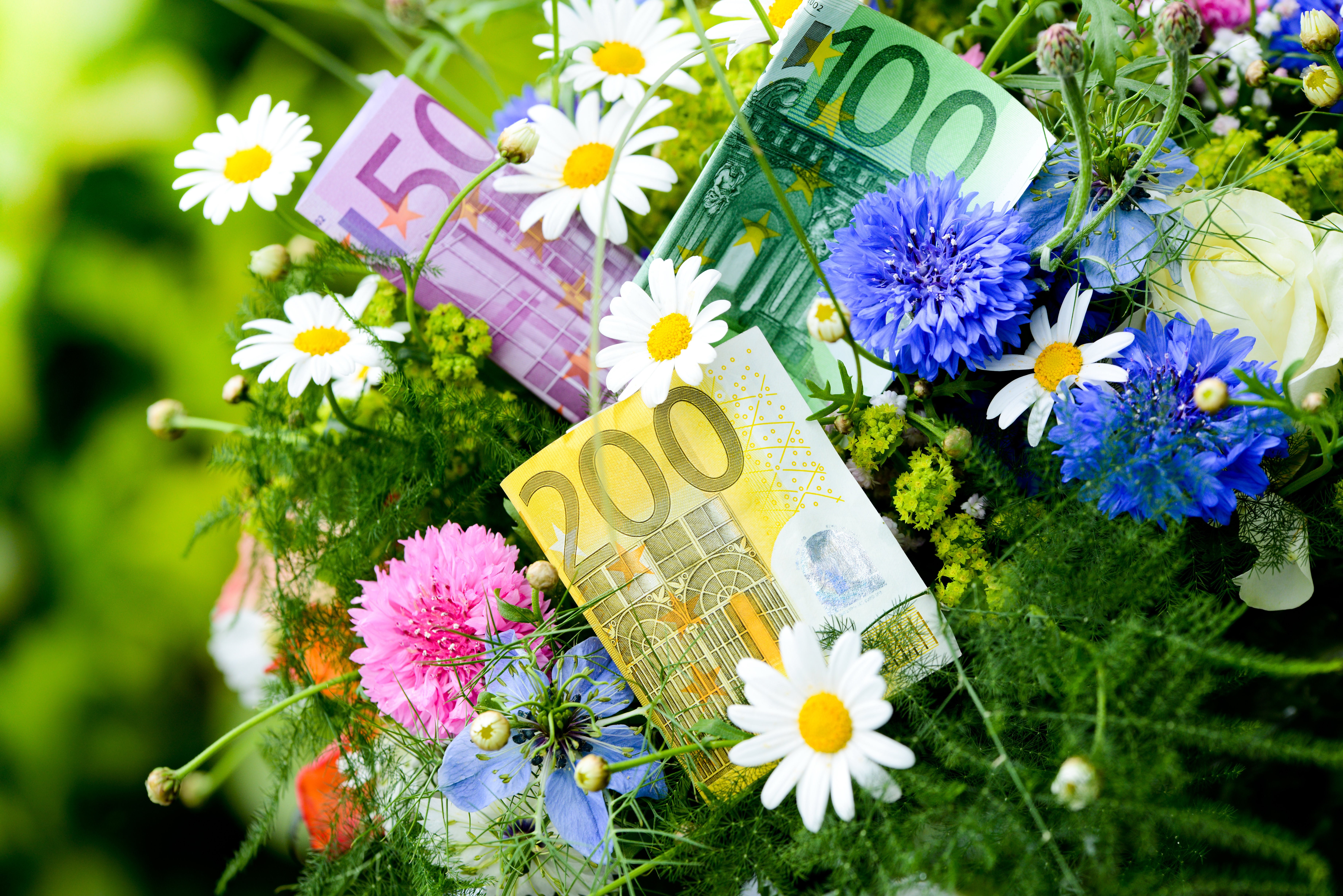 Euro banknotes in a flower bouquet HD Wallpaper