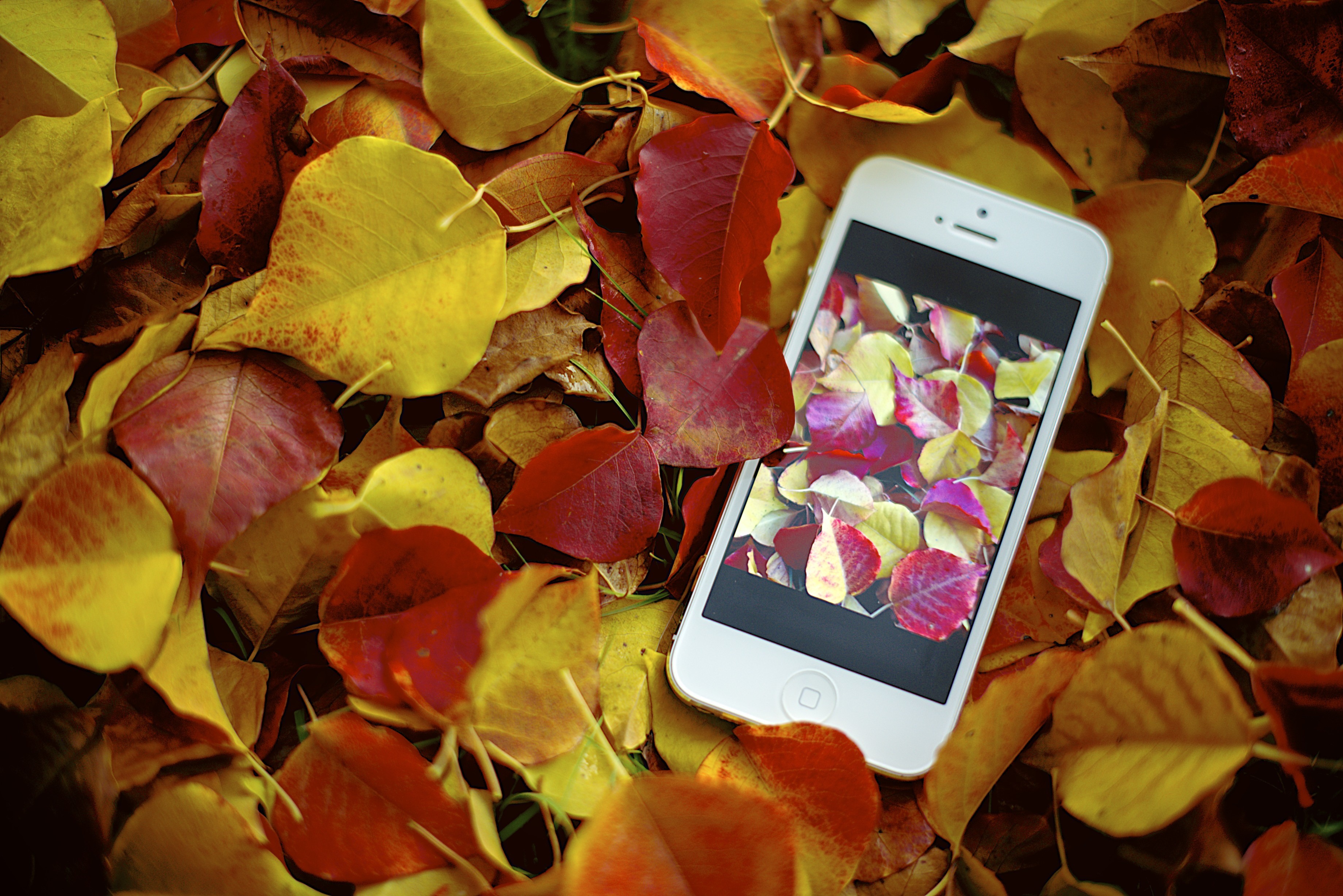 iPhone on Autumn Leaves HD Wallpaper