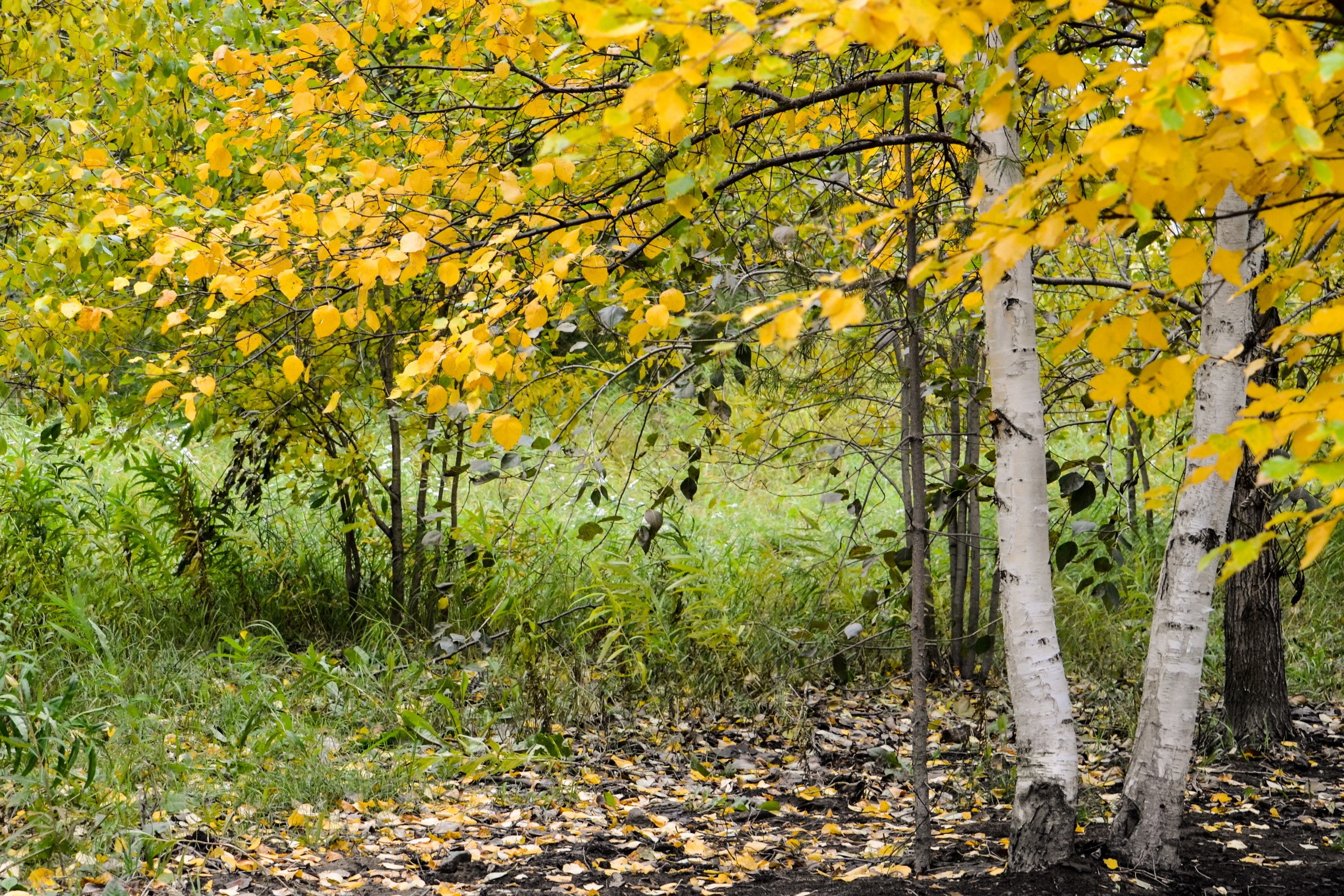 Autumn Birch Trees with Yellow Foliage and Fallen Leaves HD Wallpaper