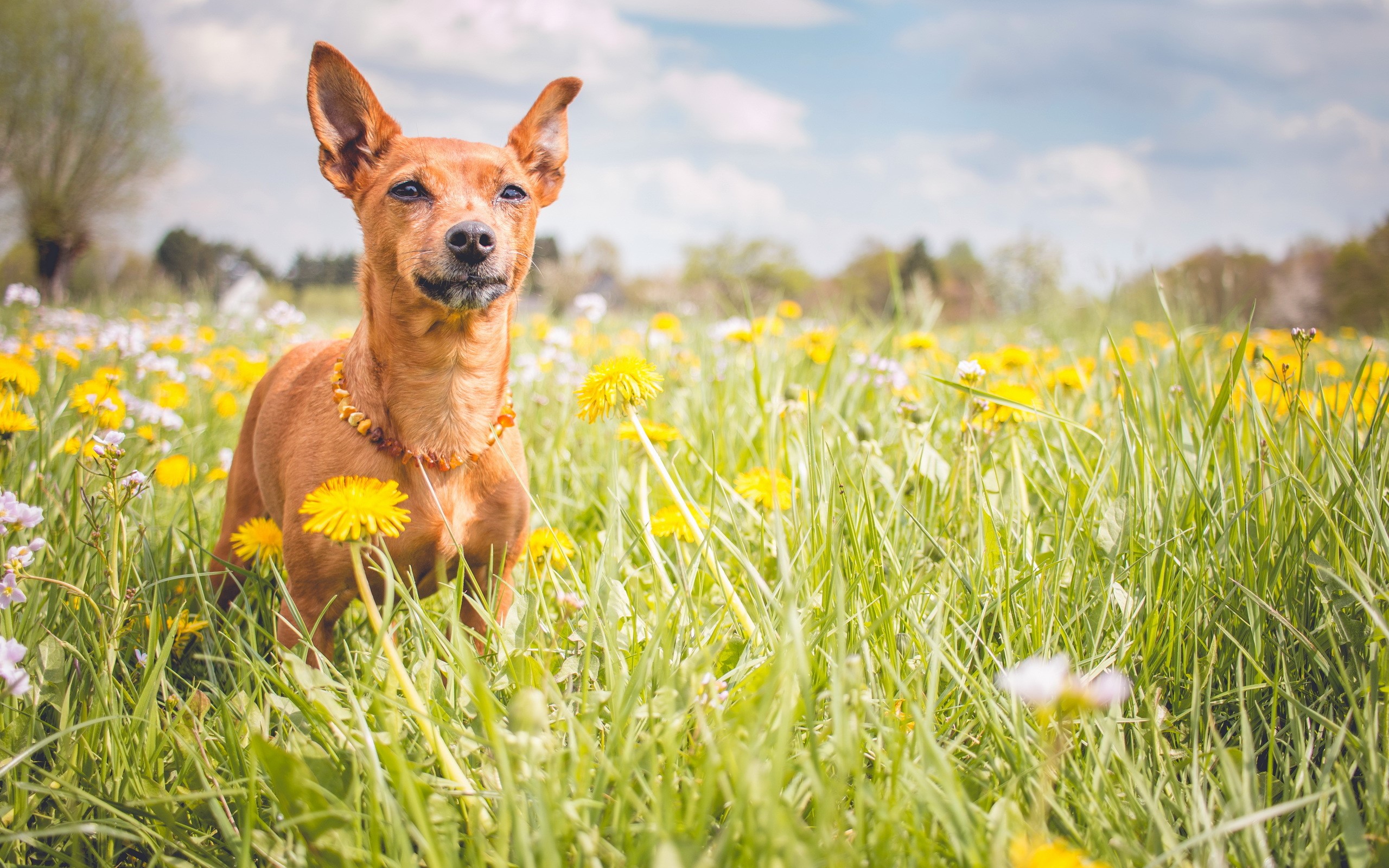Brown Pinscher dog in a field of dandelions HD Wallpaper