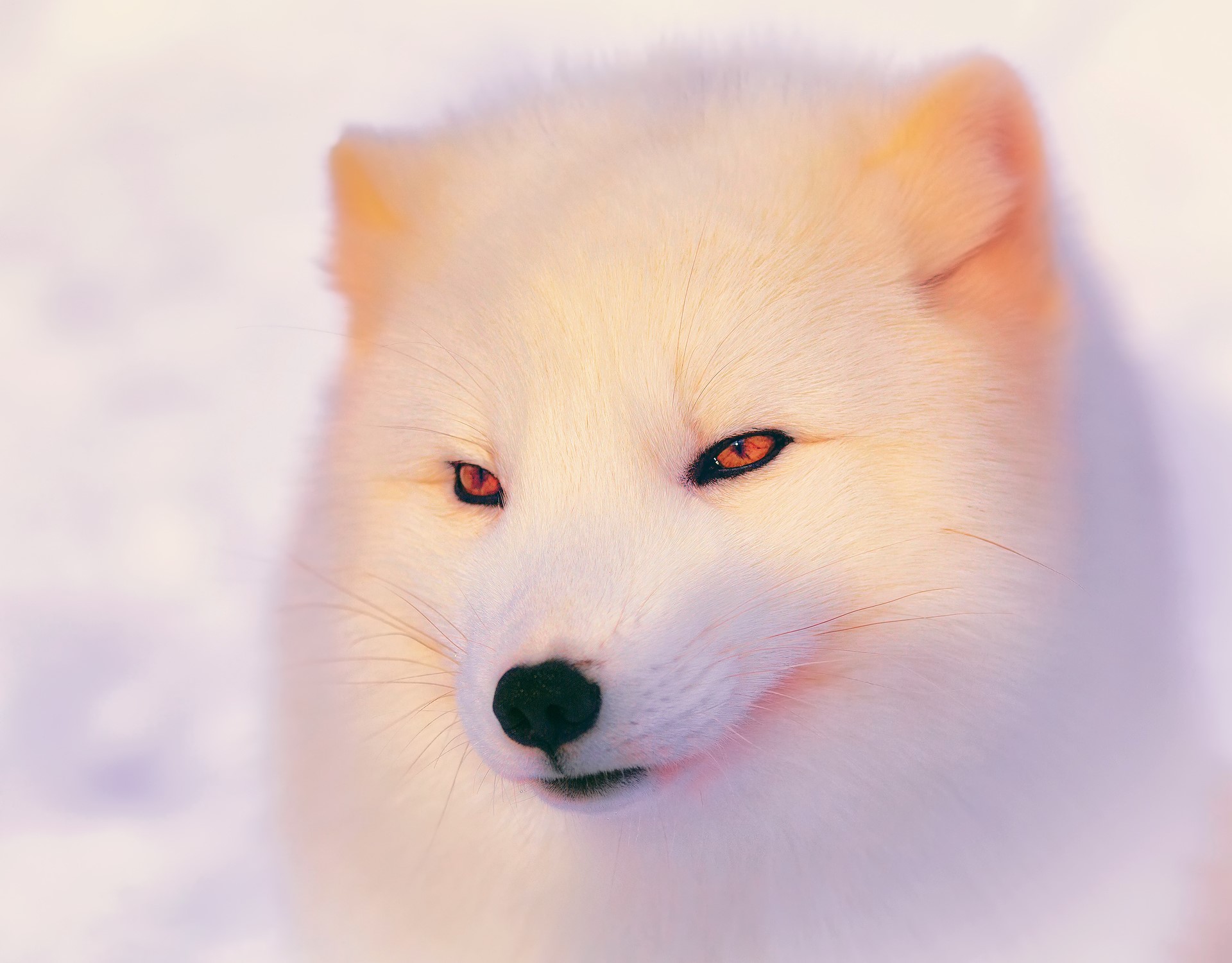 Close-up of an Arctic fox with orange eyes HD Wallpaper