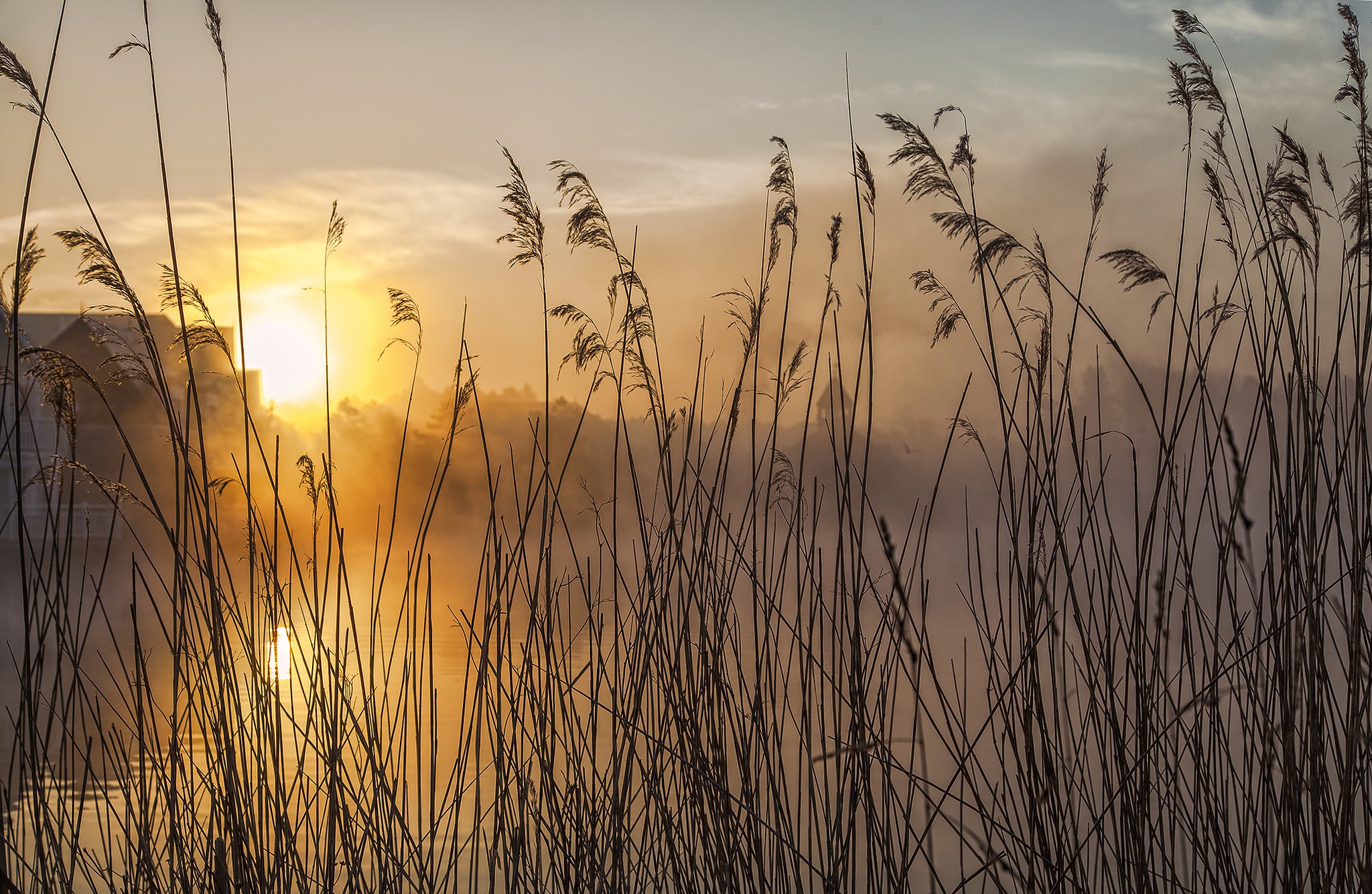 Reeds in Foggy Sunrise Over Water HD Wallpaper
