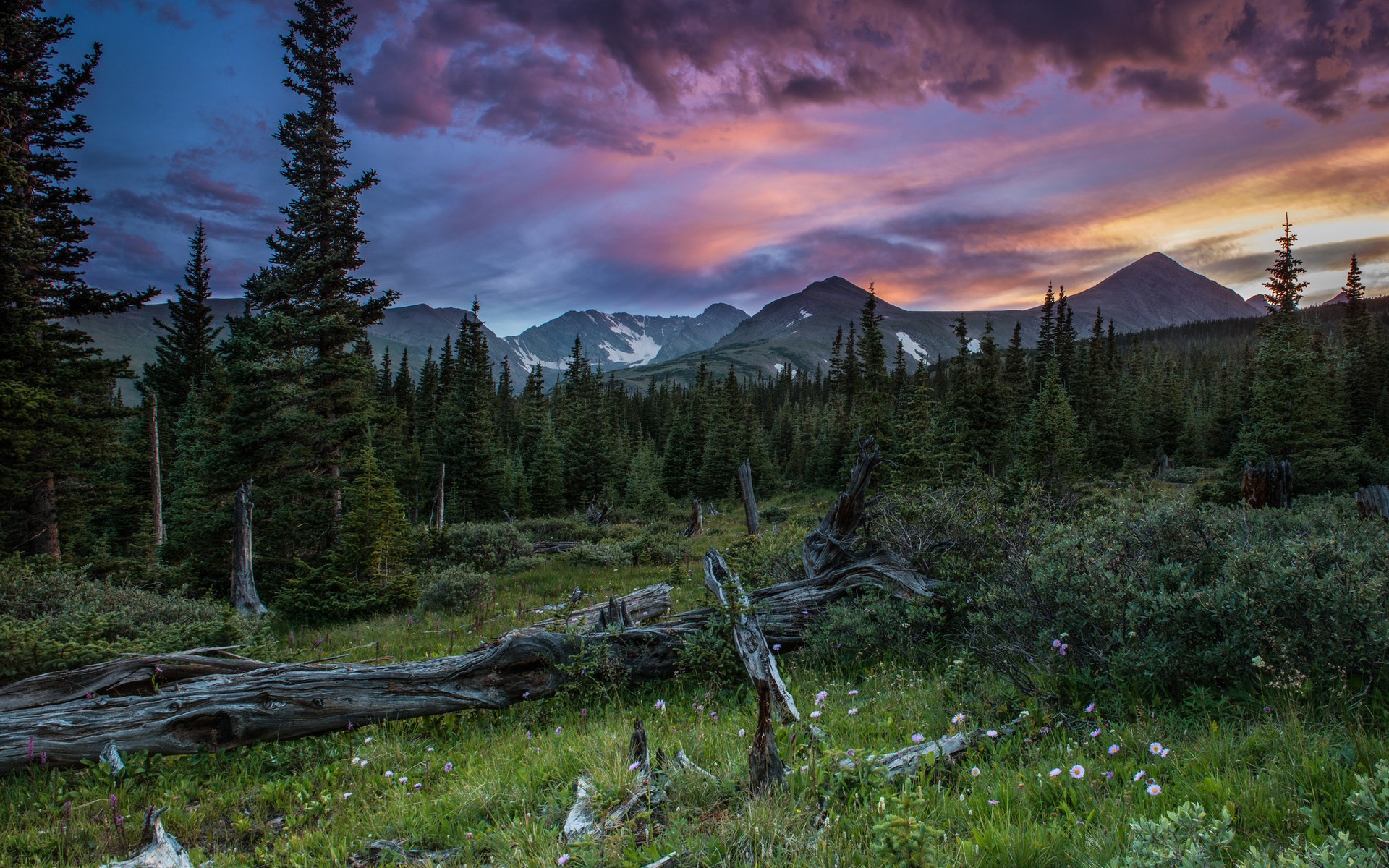 Mountain landscape with pine forest and sunset sky HD Wallpaper