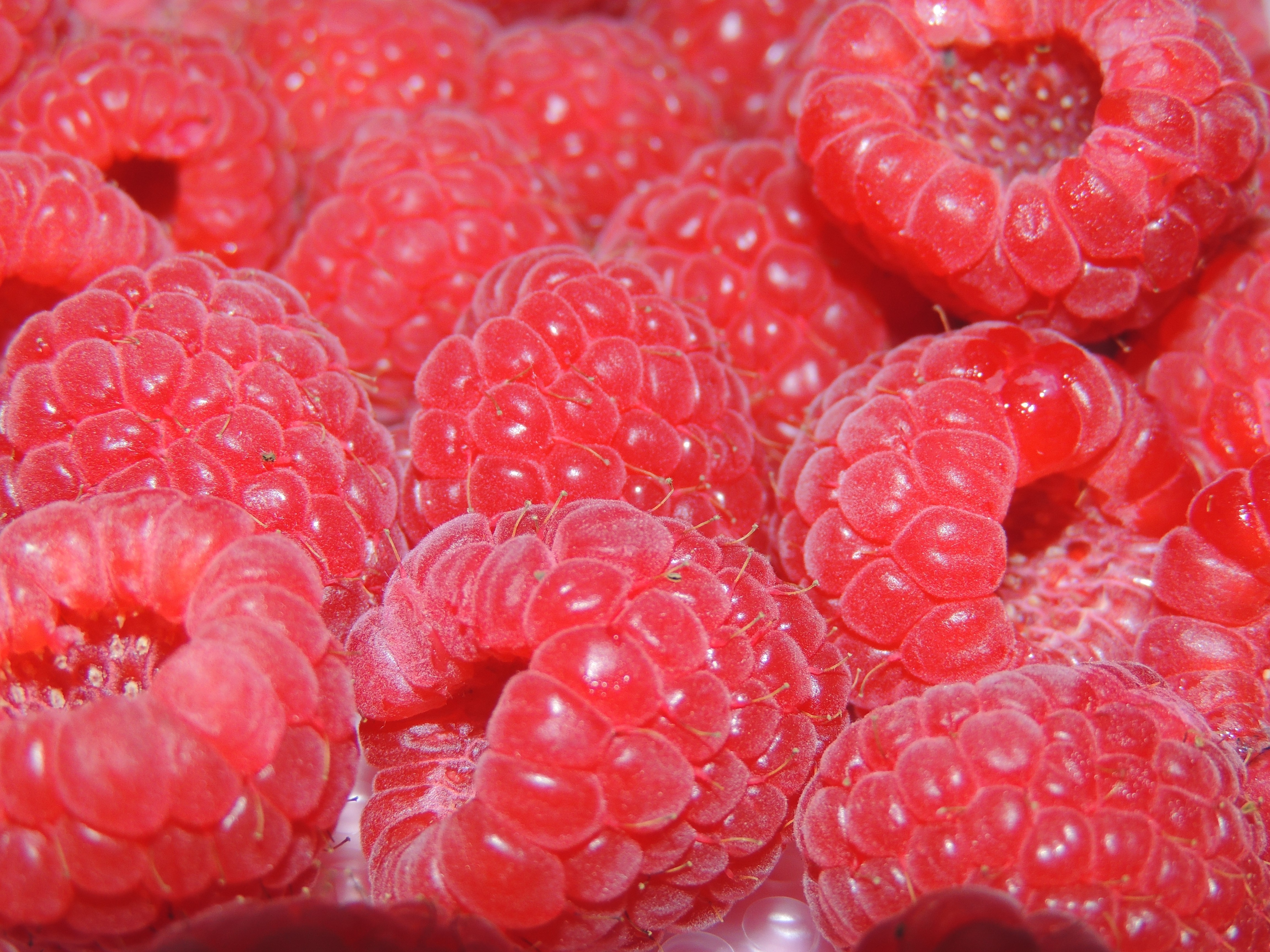 4K Closeup of Red Raspberries HD Wallpaper