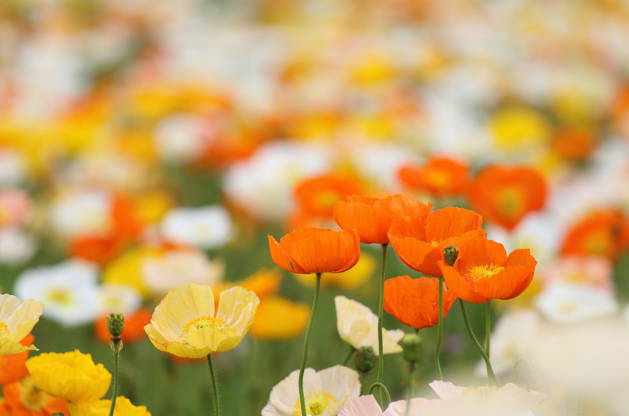Field of colorful poppies in bloom HD Wallpaper