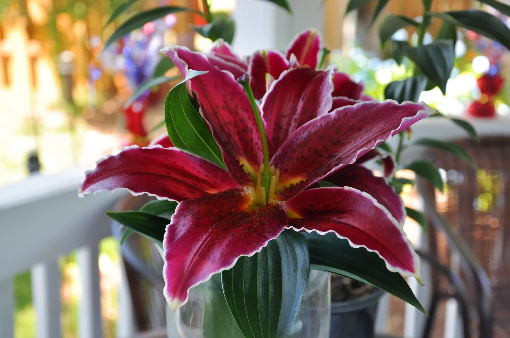 Close-up of a deep red lily with white-edged petals HD Wallpaper