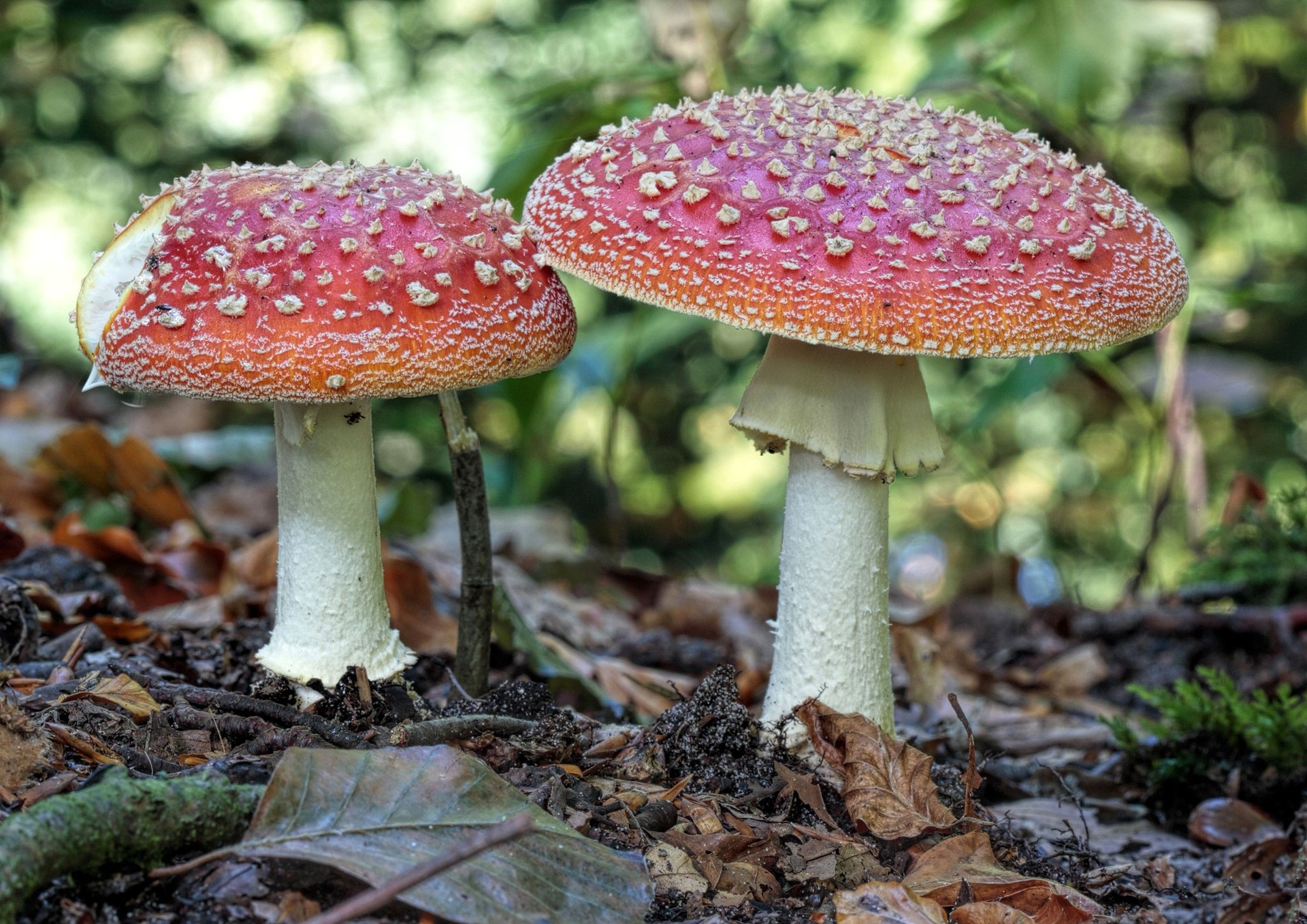 Two Fly Agaric mushrooms in a forest HD Wallpaper