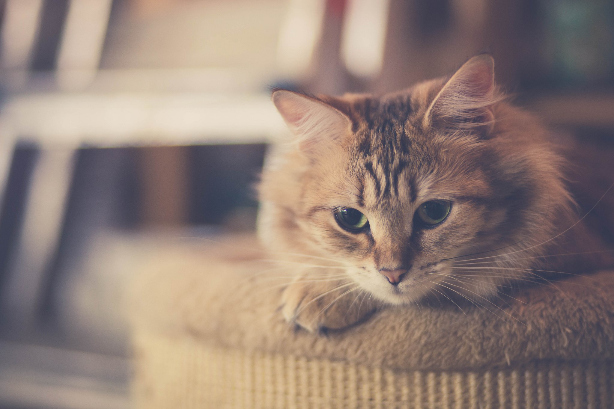 Orange tabby cat with green eyes HD Wallpaper