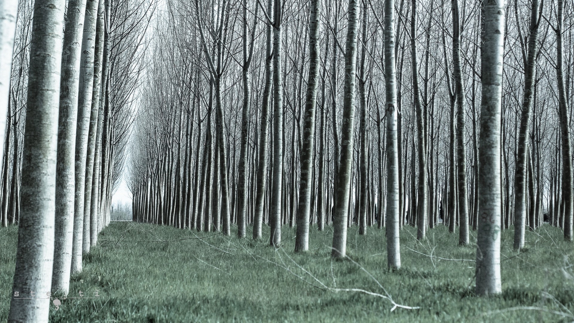 A dense forest of tall, bare trees with green grass. HD Wallpaper