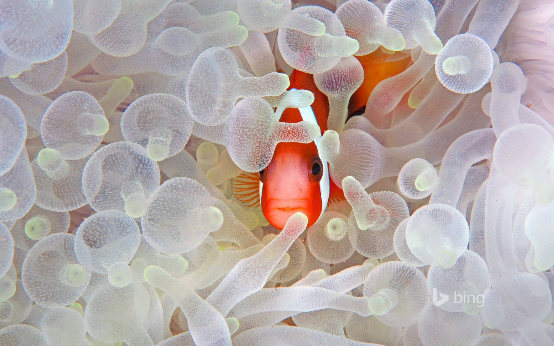 Spine-cheek anemonefish in sea anemone HD Wallpaper