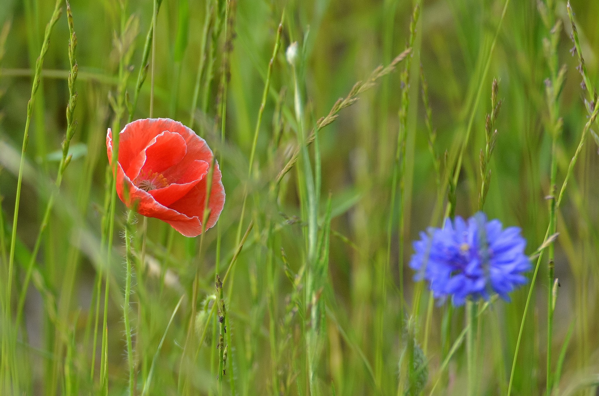 Red poppy and blue cornflower in grass HD Wallpaper