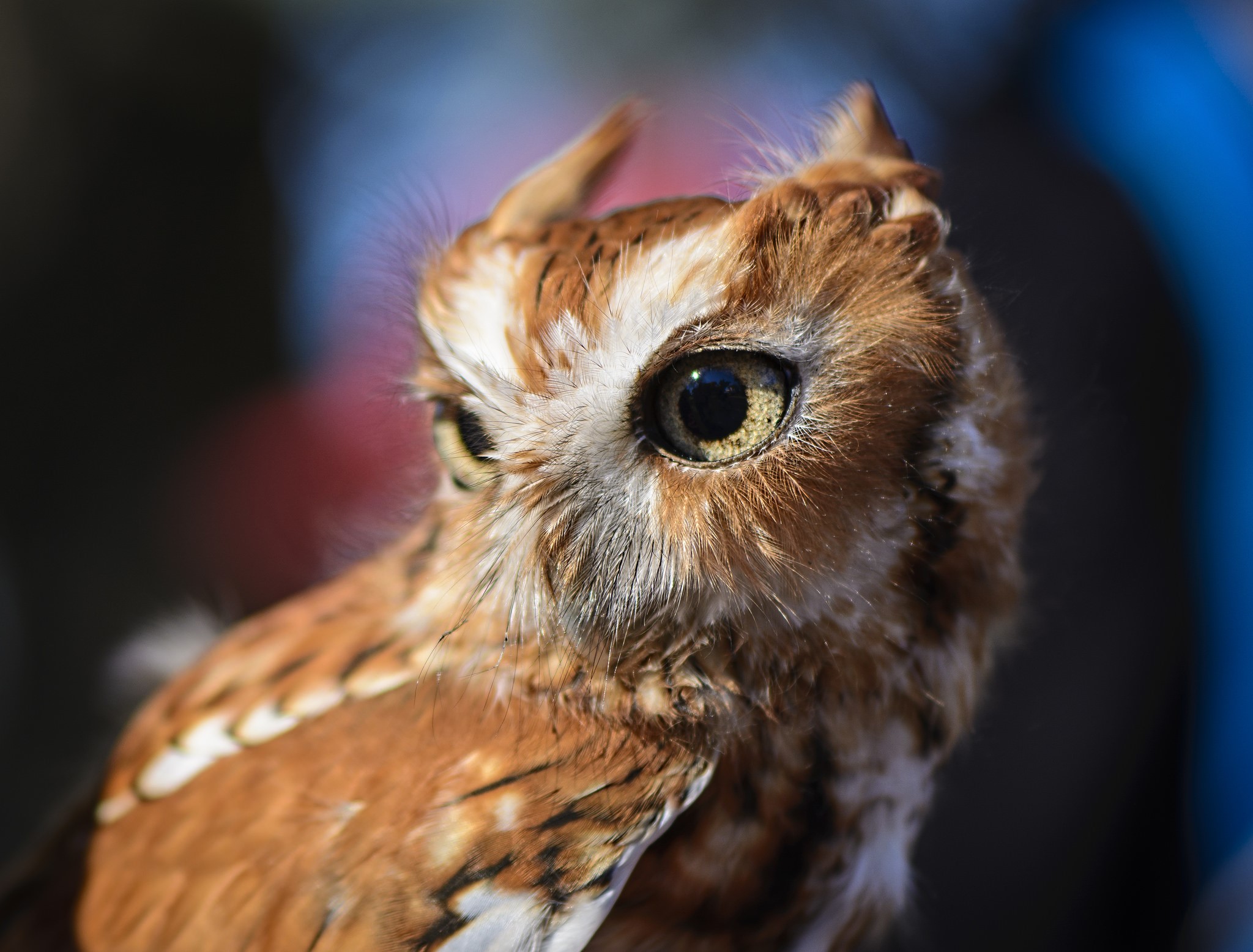 Close-up of a small owl with orange and white feathers HD Wallpaper