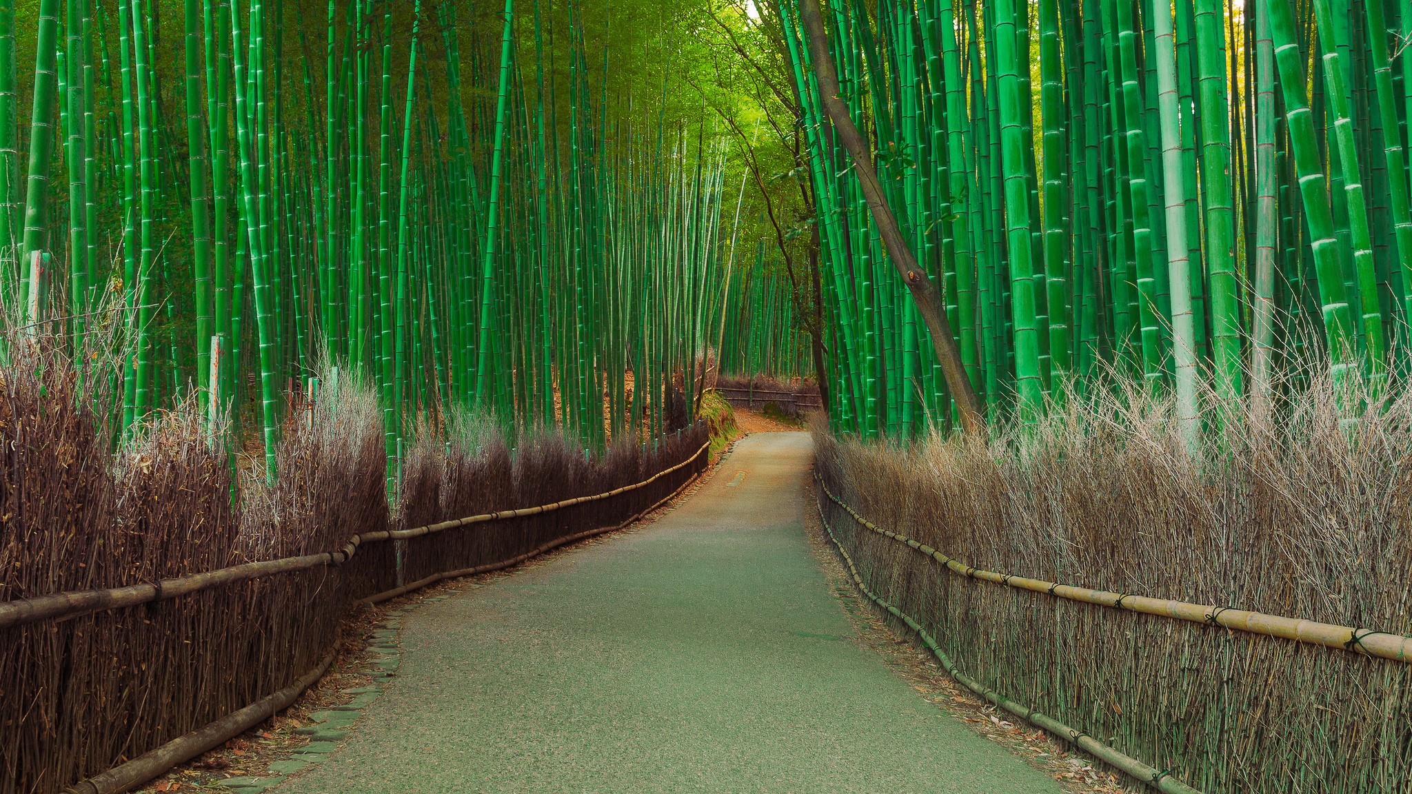 Bamboo Avenue Path HD Wallpaper