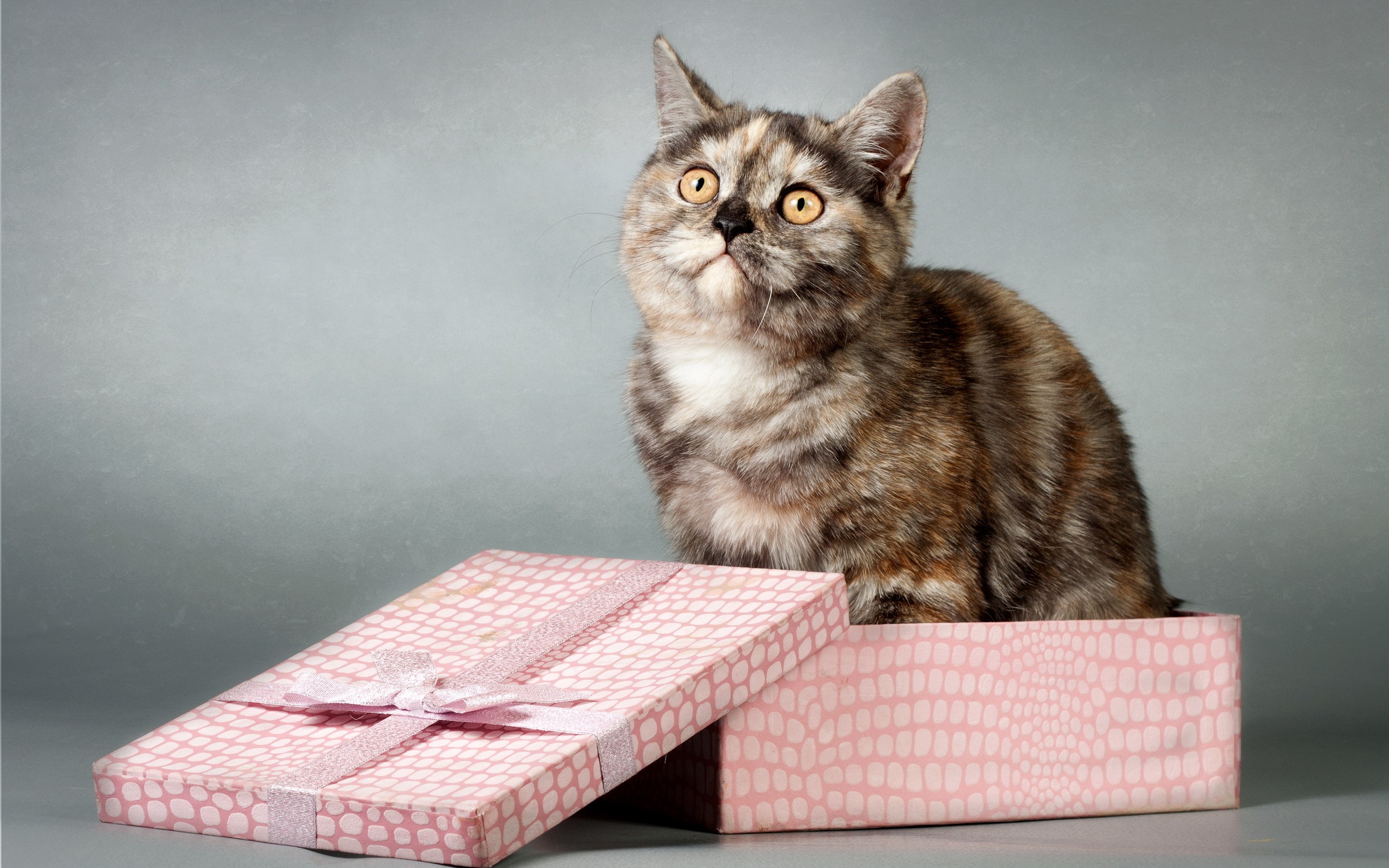 Tortoiseshell cat in a gift box HD Wallpaper