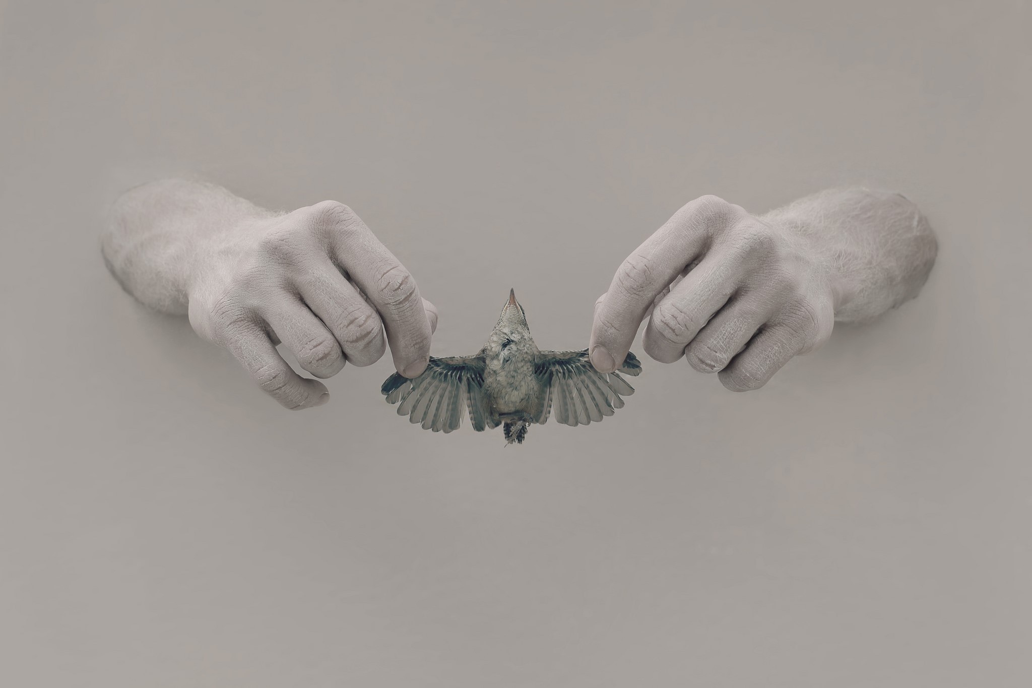 Hands holding a dead bird HD Wallpaper