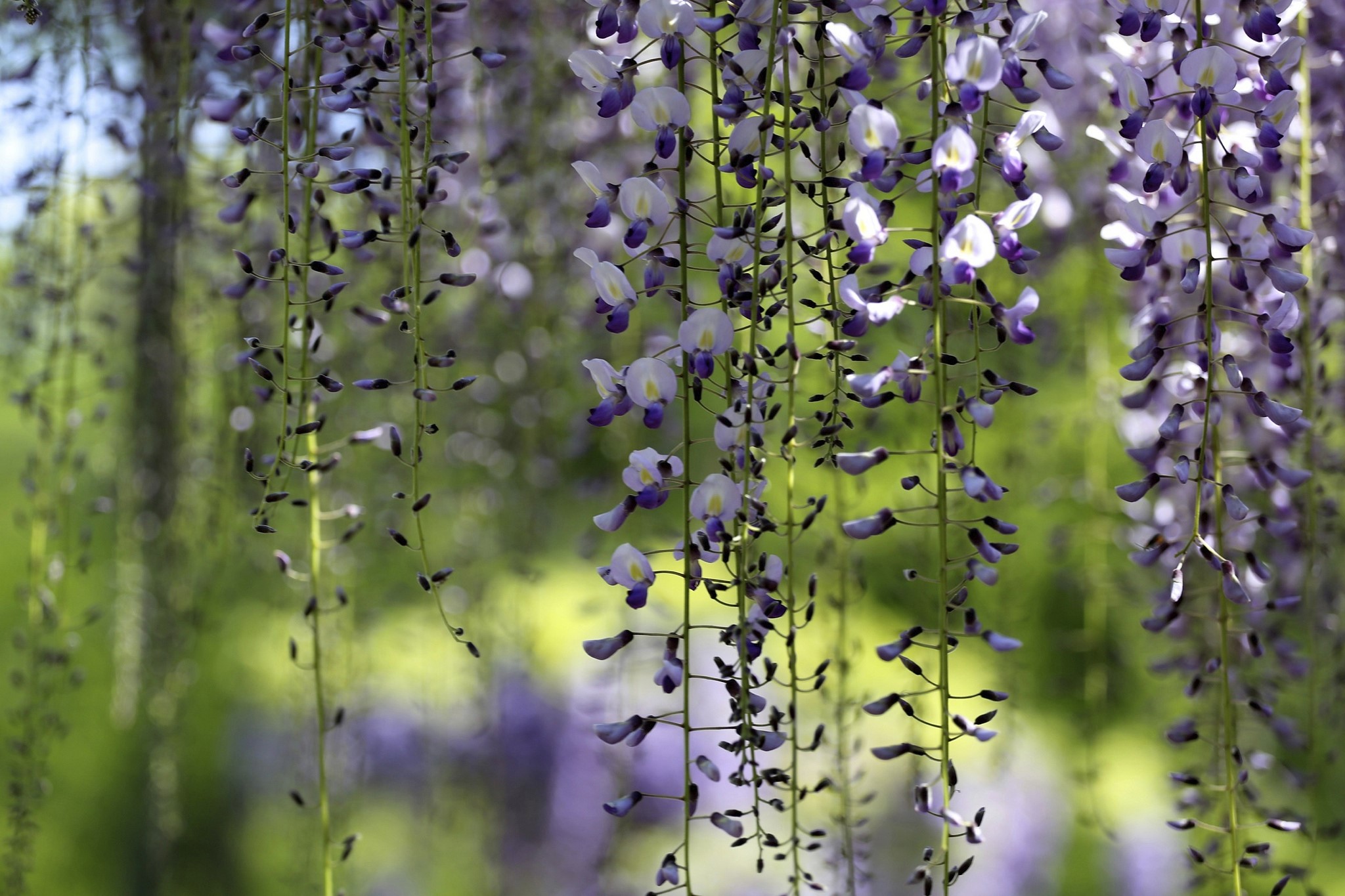 Purple Wisteria Flowers Hanging HD Wallpaper