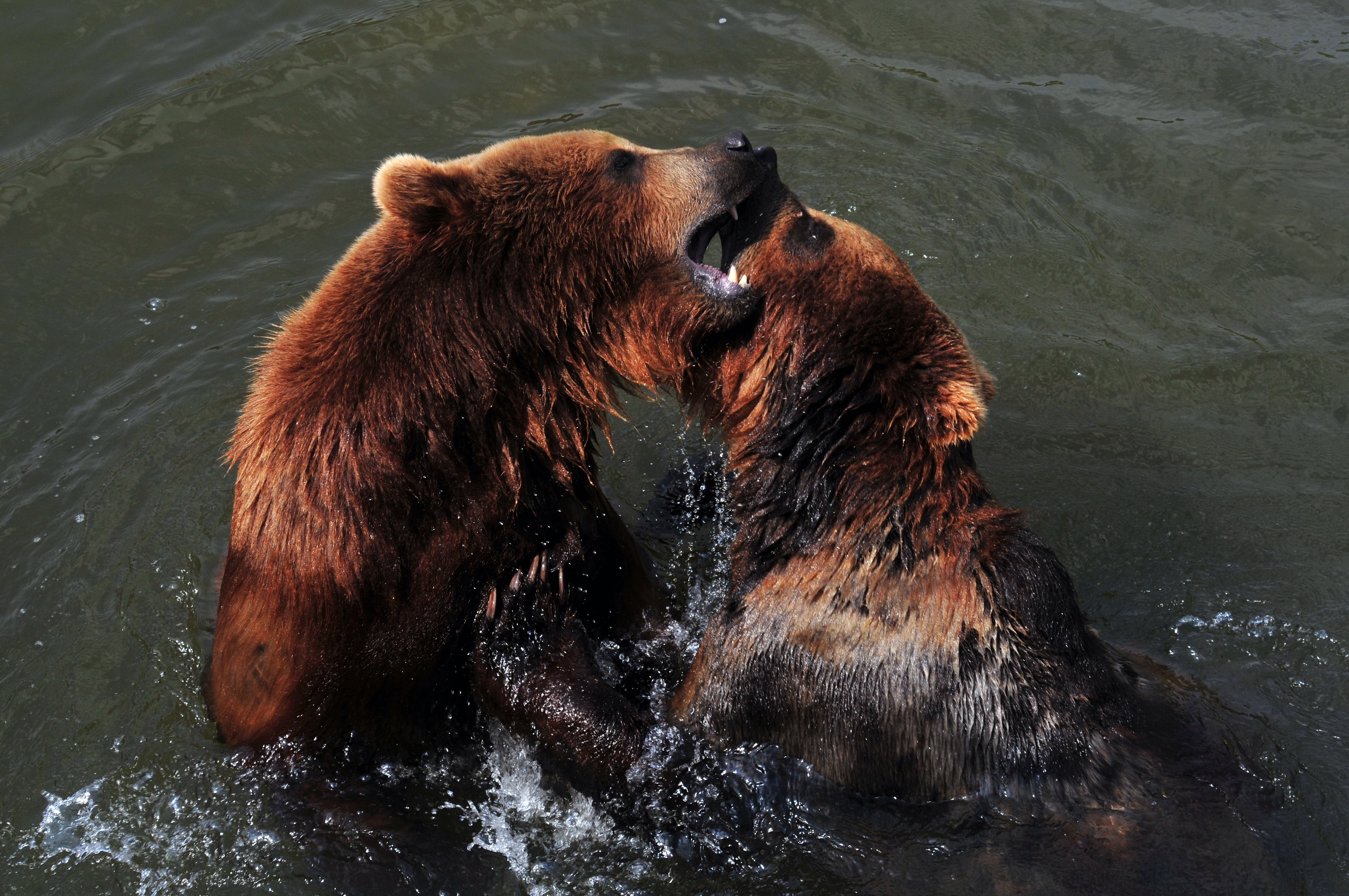 Two Bears Fighting in Water HD Wallpaper