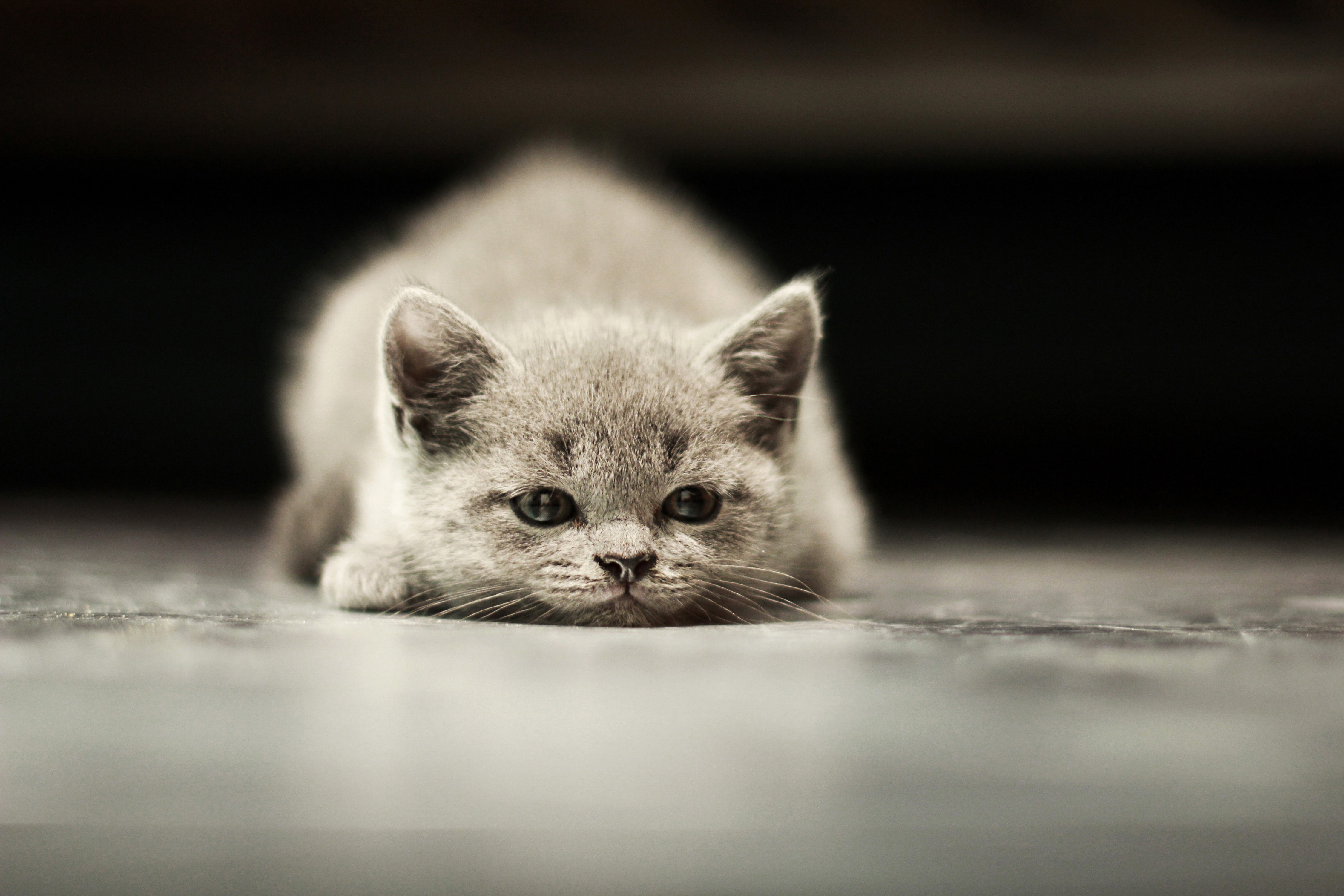 4K Kitten Looking Forward HD Wallpaper