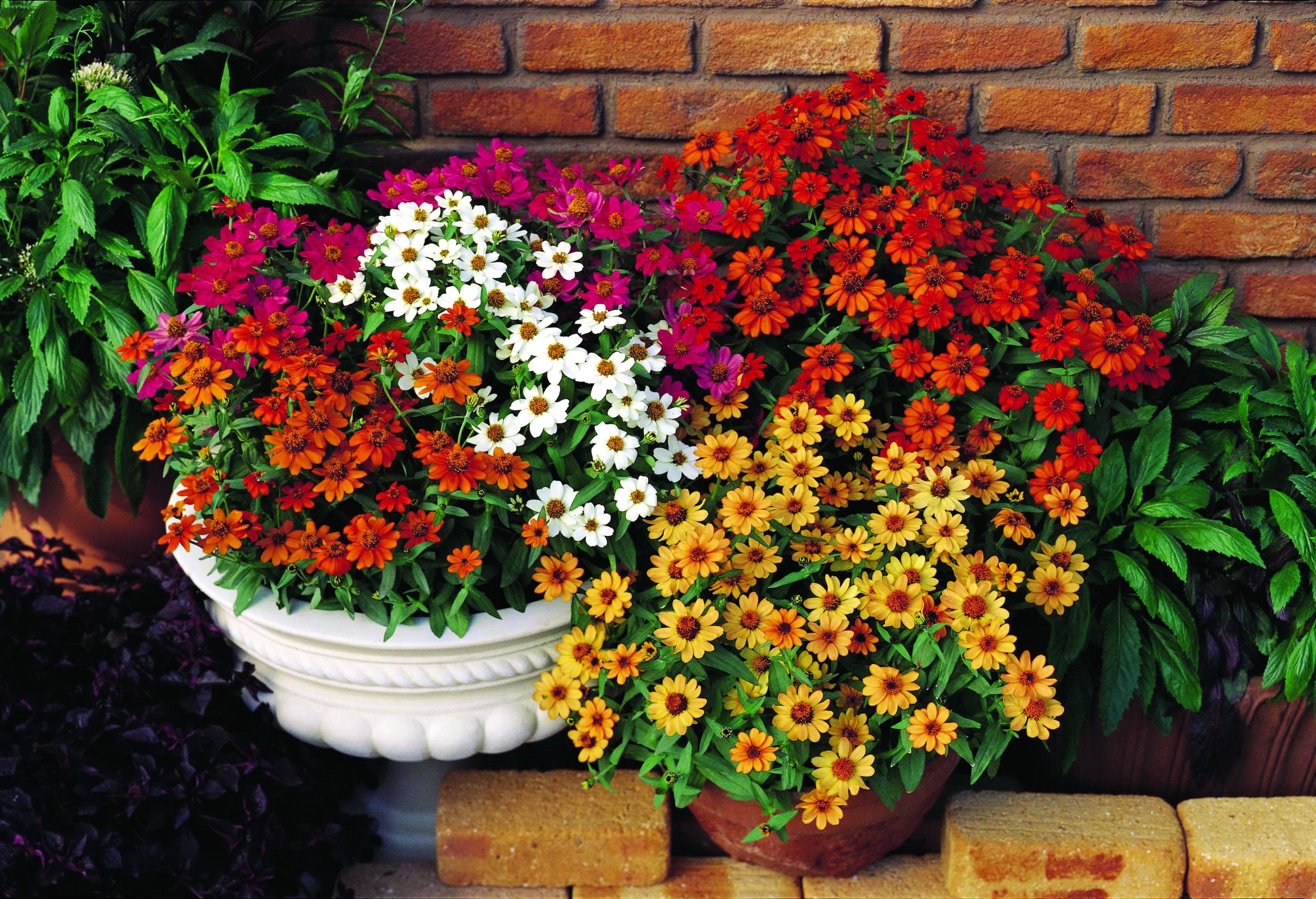 Colorful Zinnias in Pots Against Brick Wall HD Wallpaper