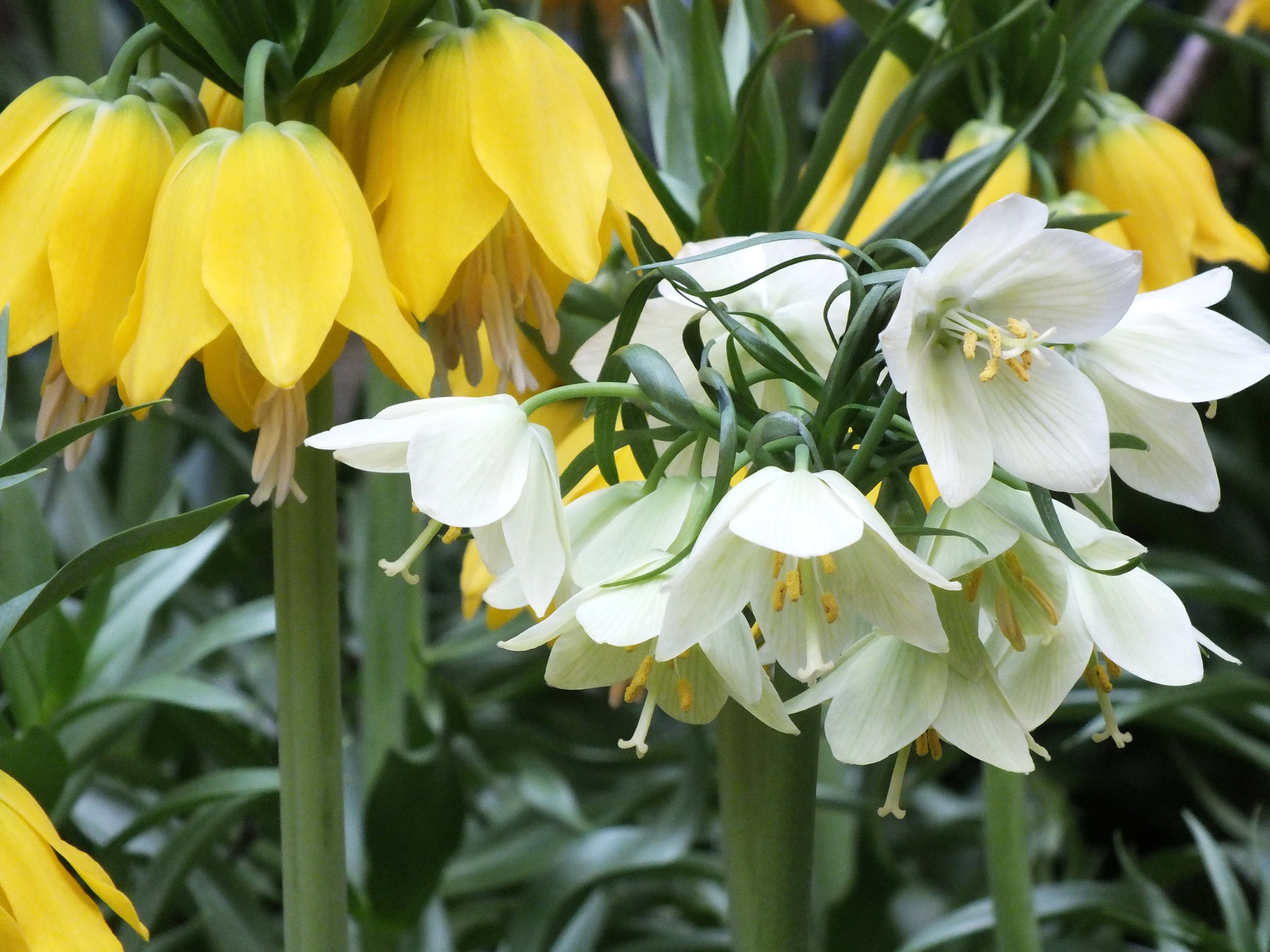 Yellow and white Fritillaria flowers HD Wallpaper