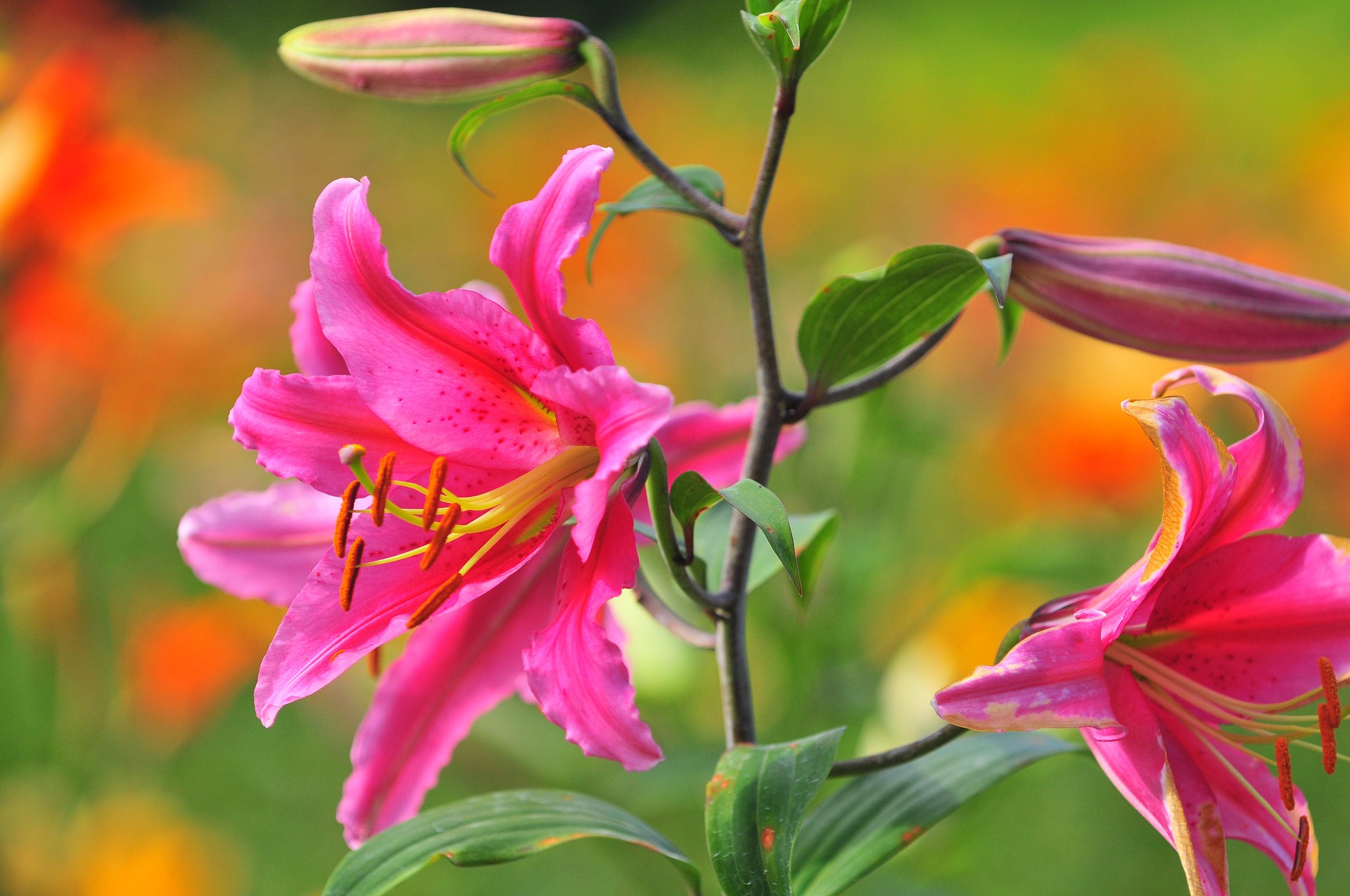 Pink lilies with buds in a garden HD Wallpaper