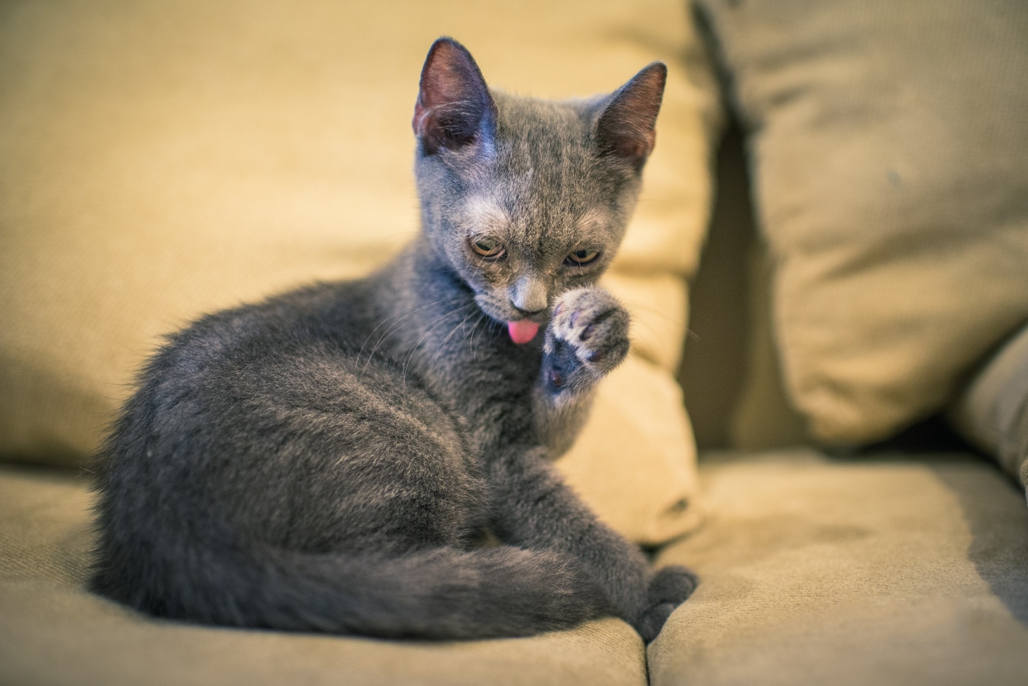 Grey kitten grooming itself on a couch HD Wallpaper