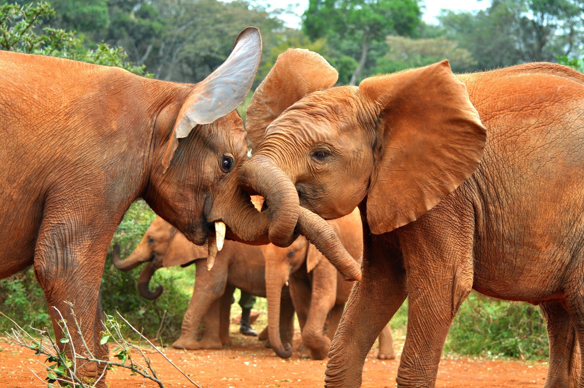 Two young elephants interacting in a savanna HD Wallpaper