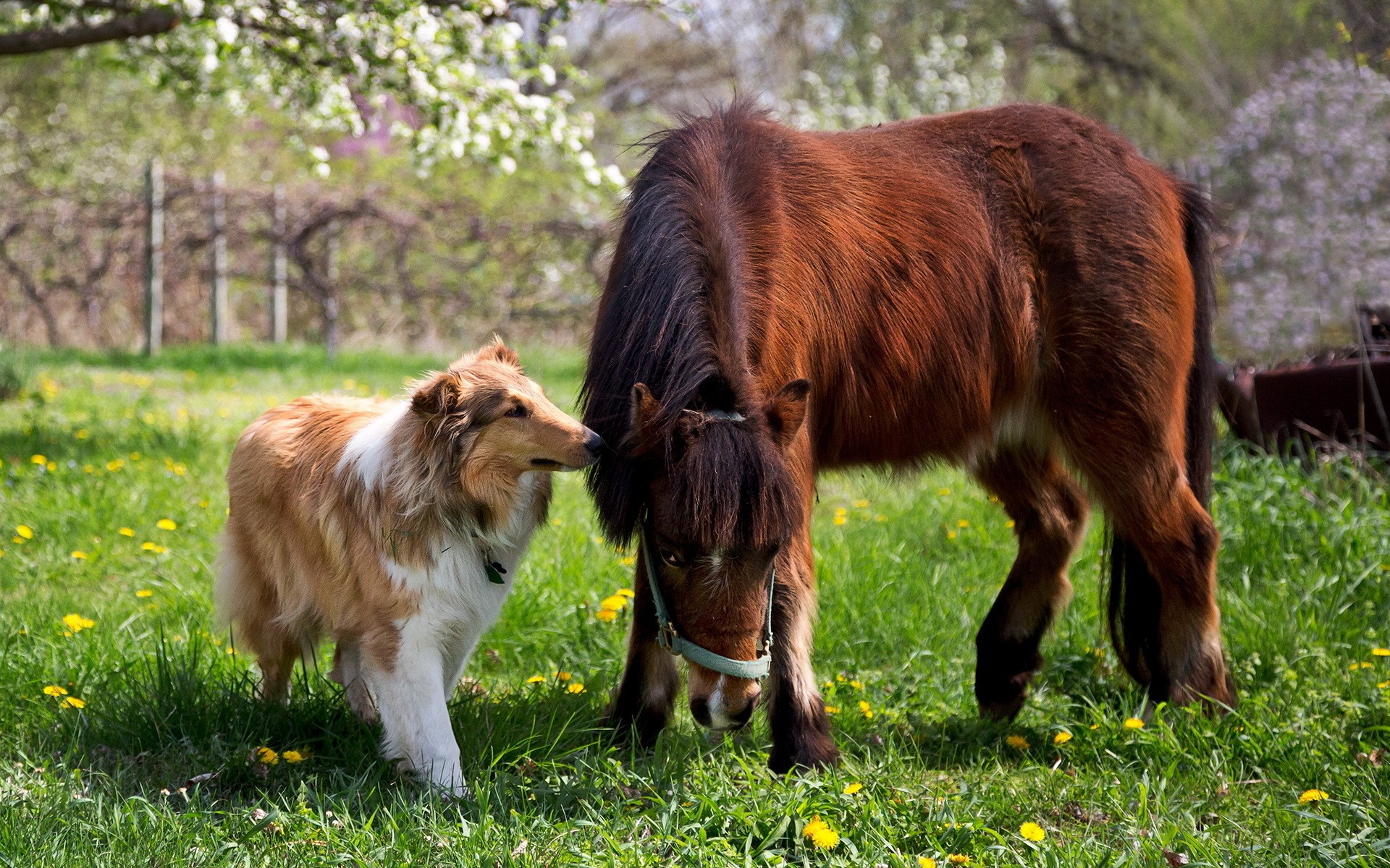 Collie dog and brown horse in a grassy field HD Wallpaper