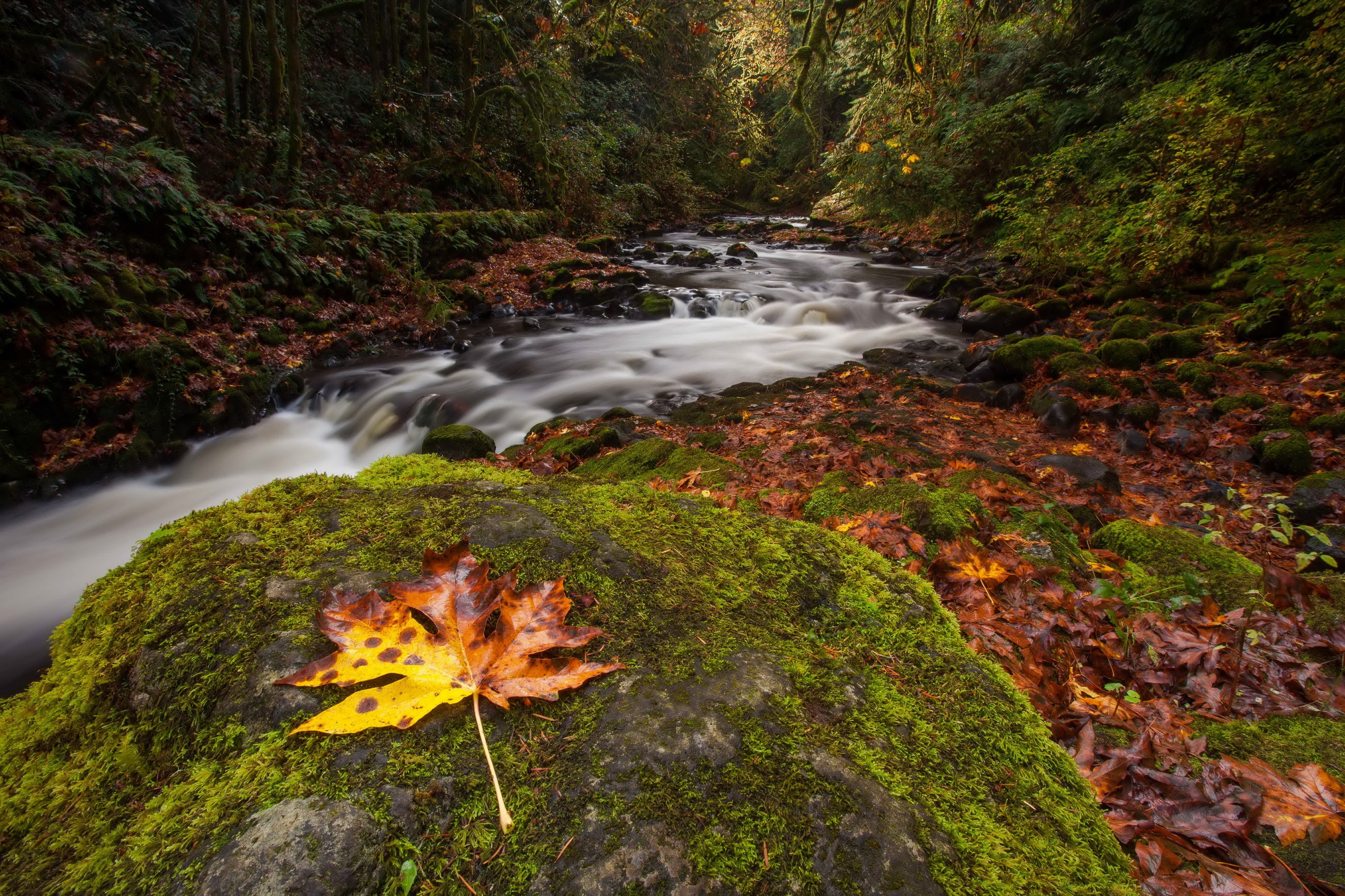 Autumn forest stream with mossy rocks and fallen leaf HD Wallpaper
