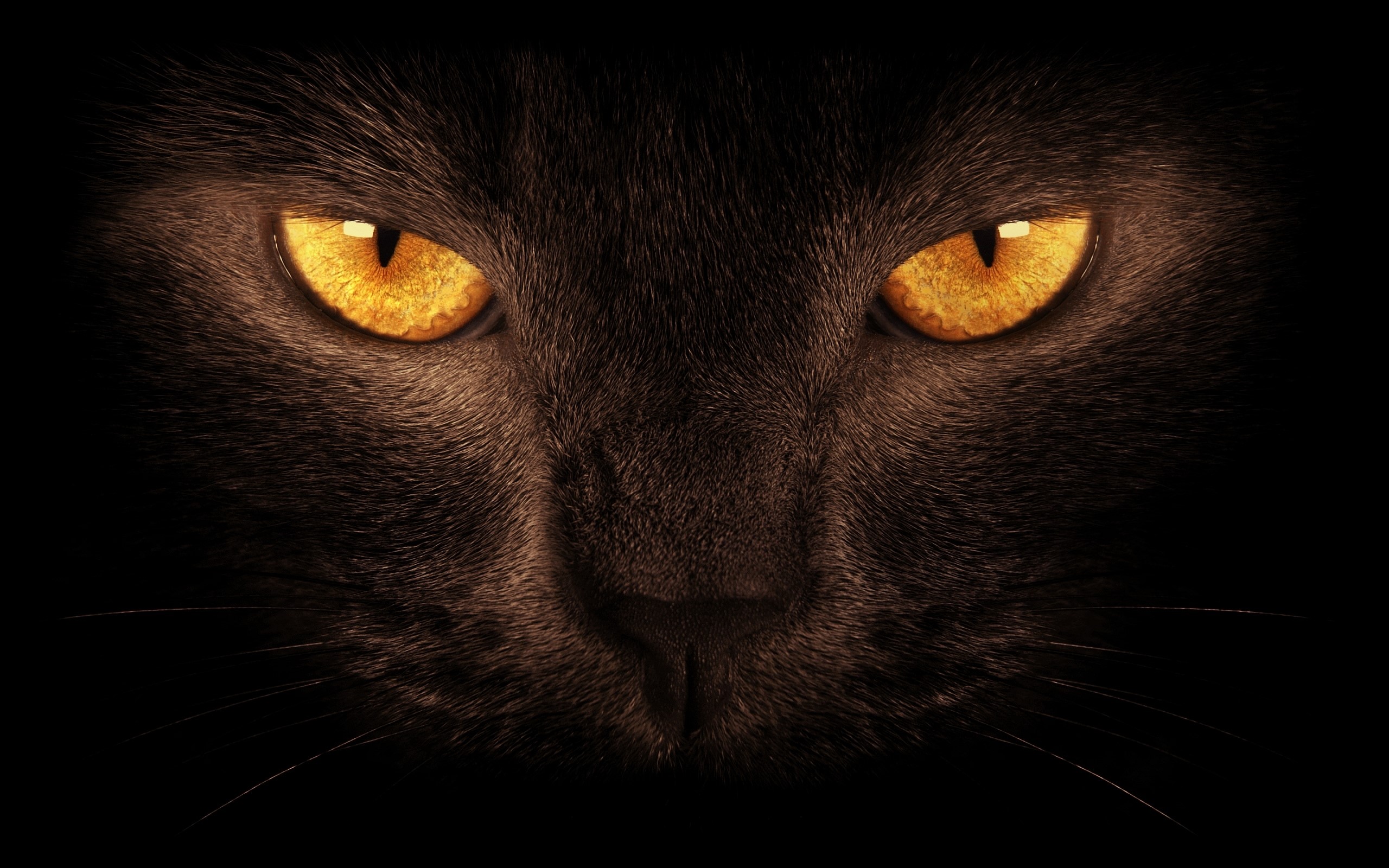 Close-up of a black cat's glowing orange eyes HD Wallpaper