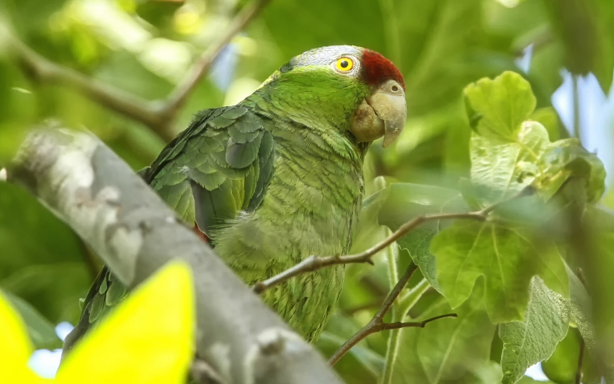 Green parrot with red crown on a branch HD Wallpaper
