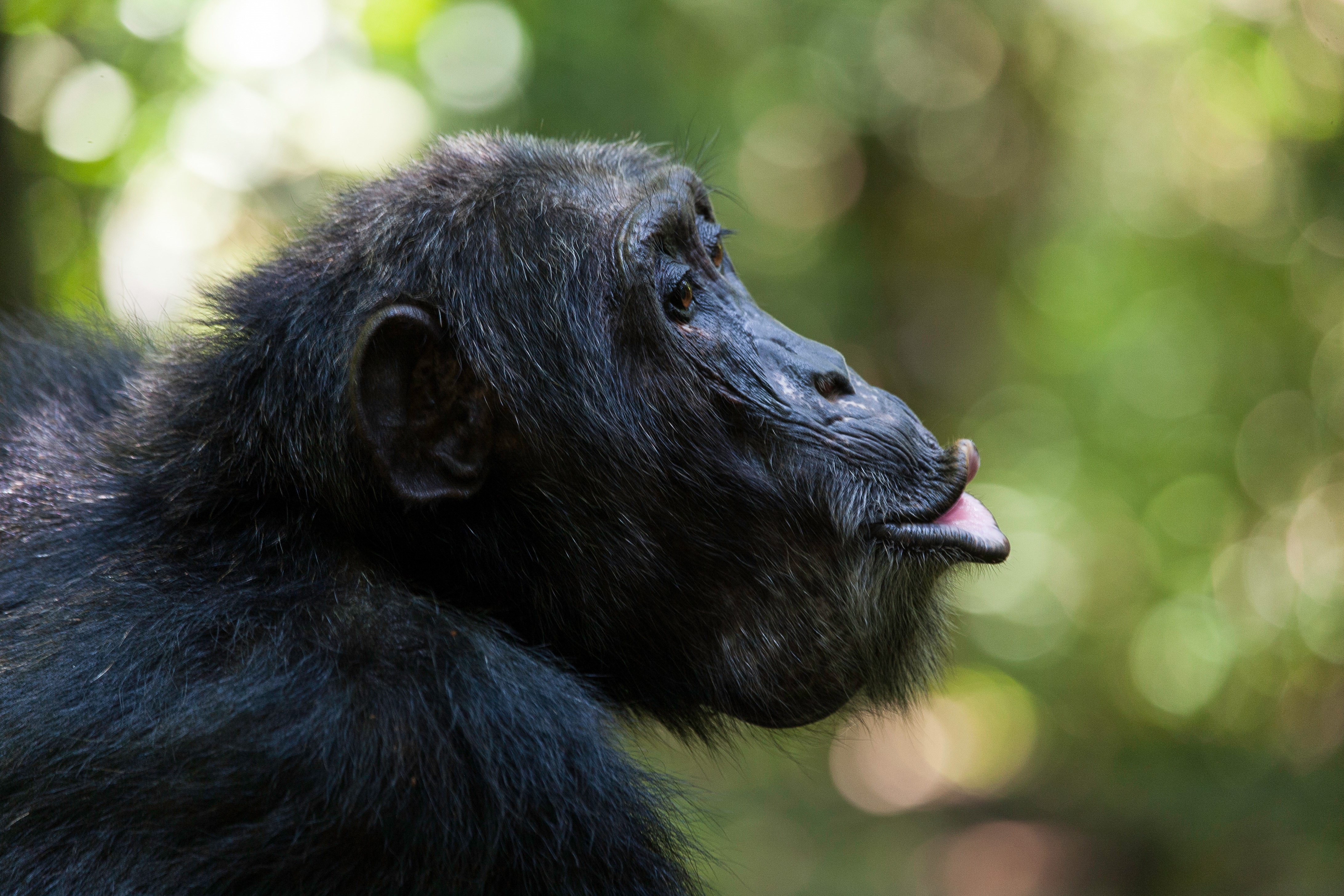 Chimpanzee sticking tongue out HD Wallpaper