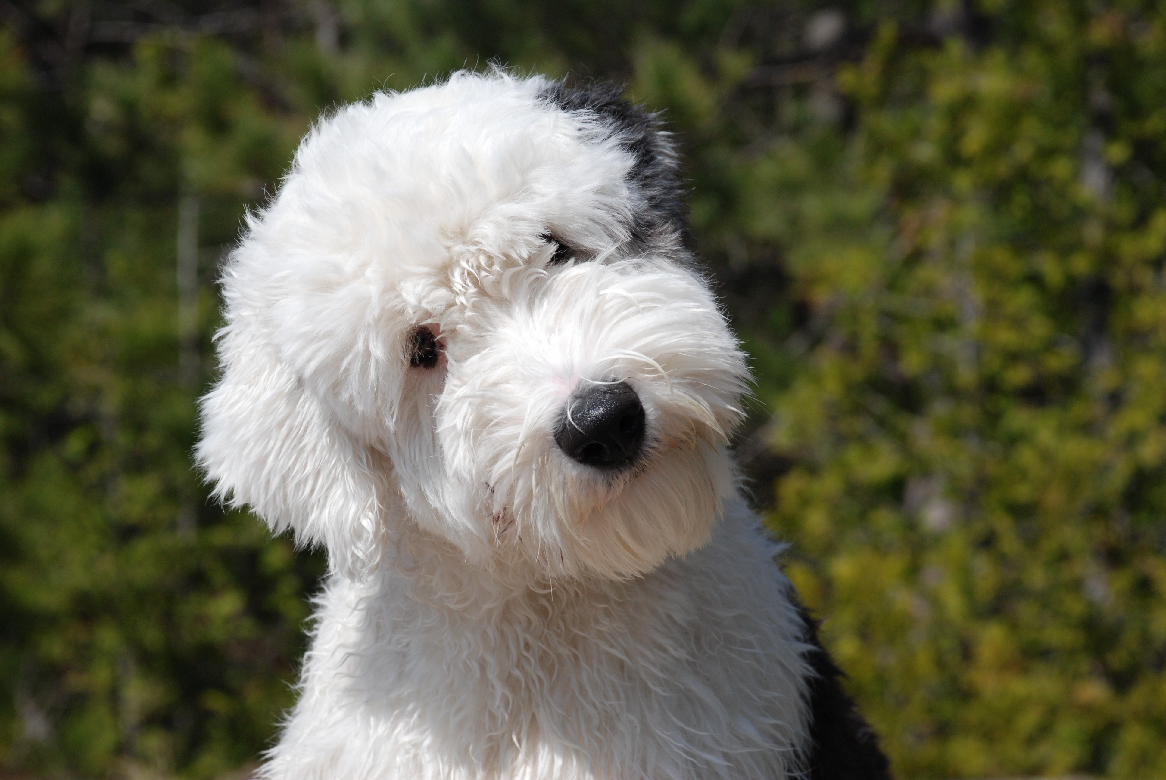 Old English Sheepdog puppy looking to the side HD Wallpaper