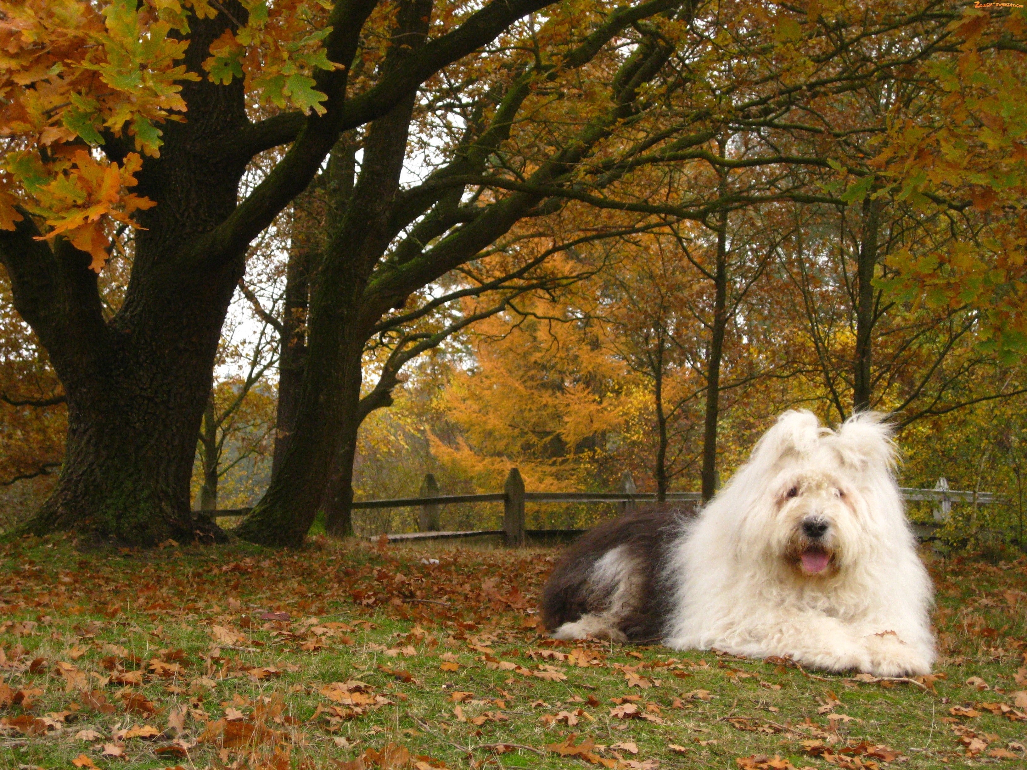 Old English Sheepdog lying in autumn foliage HD Wallpaper