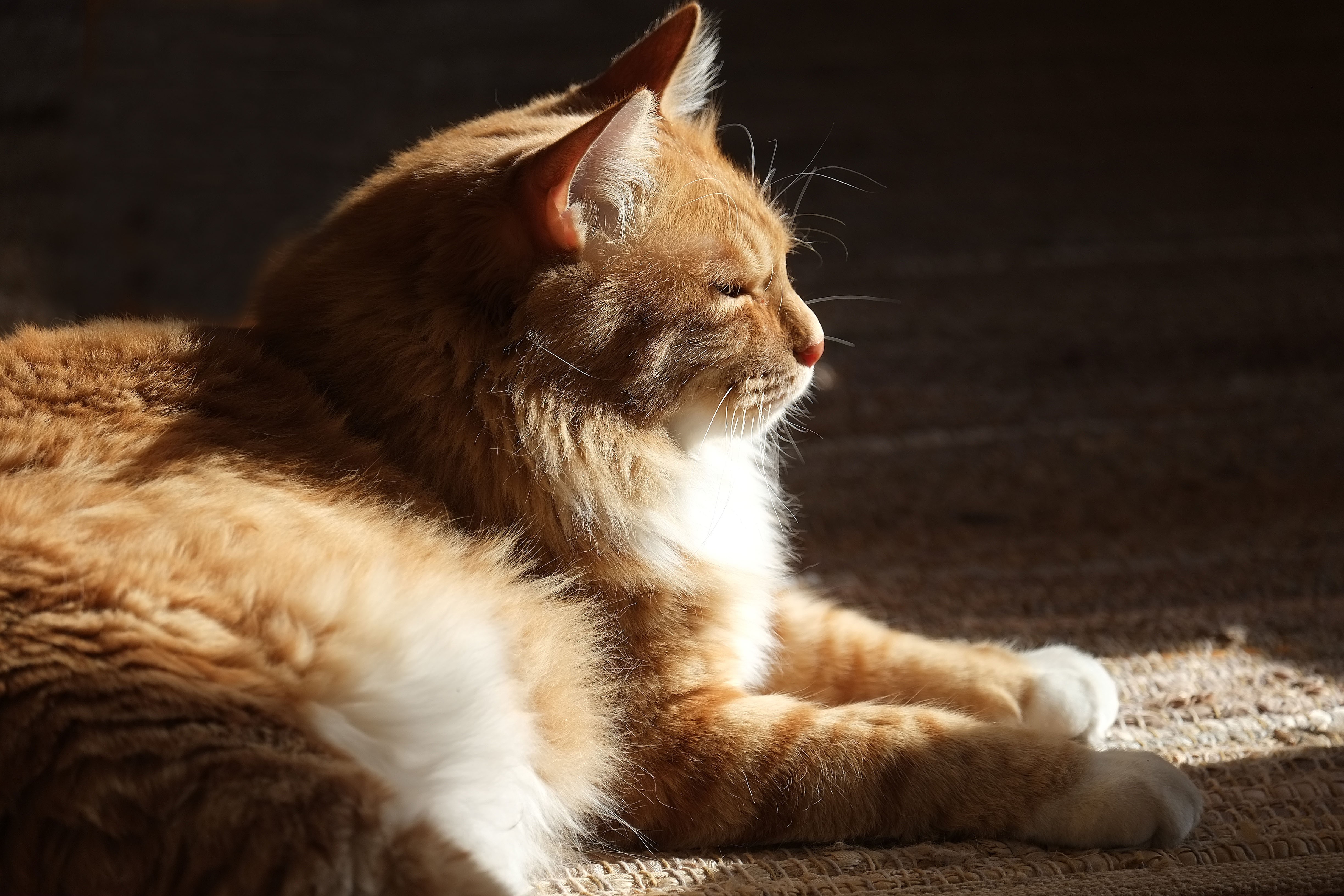 Ginger Fluffy Cat in Sunlight HD Wallpaper