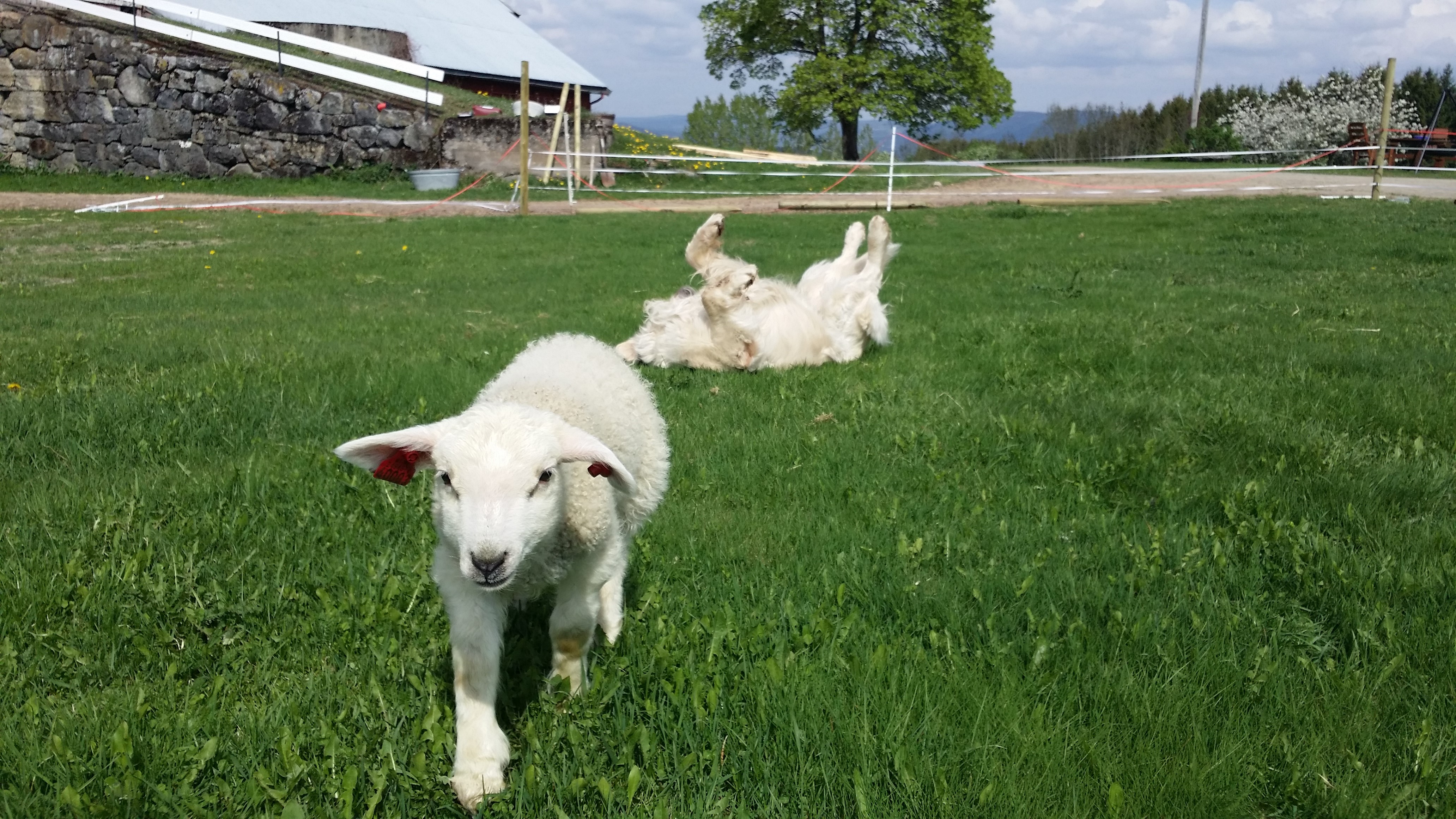 Sheep and dog on a grassy field HD Wallpaper