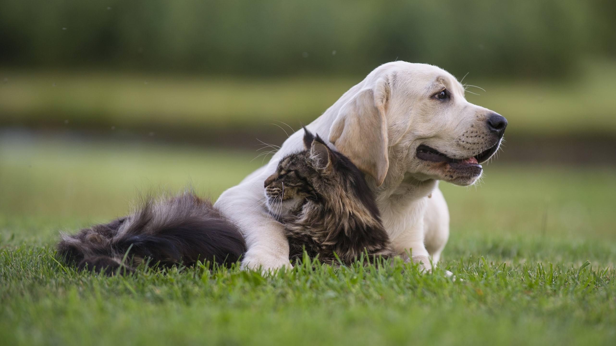 Labrador puppy hugging a cat on grass HD Wallpaper