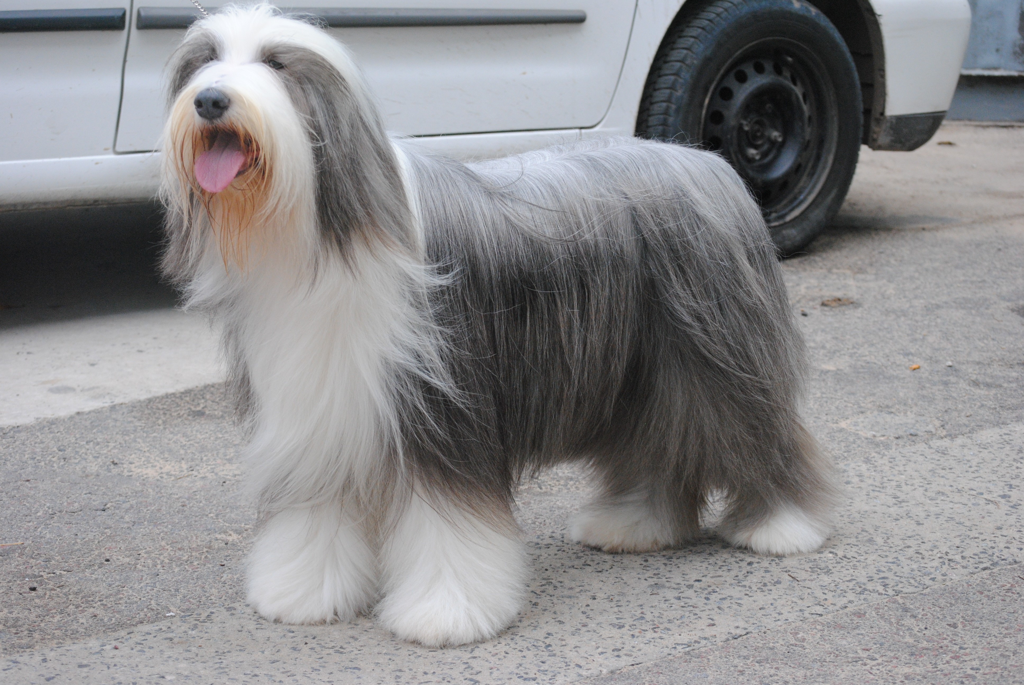 Bearded Collie Dog Standing Near Car HD Wallpaper