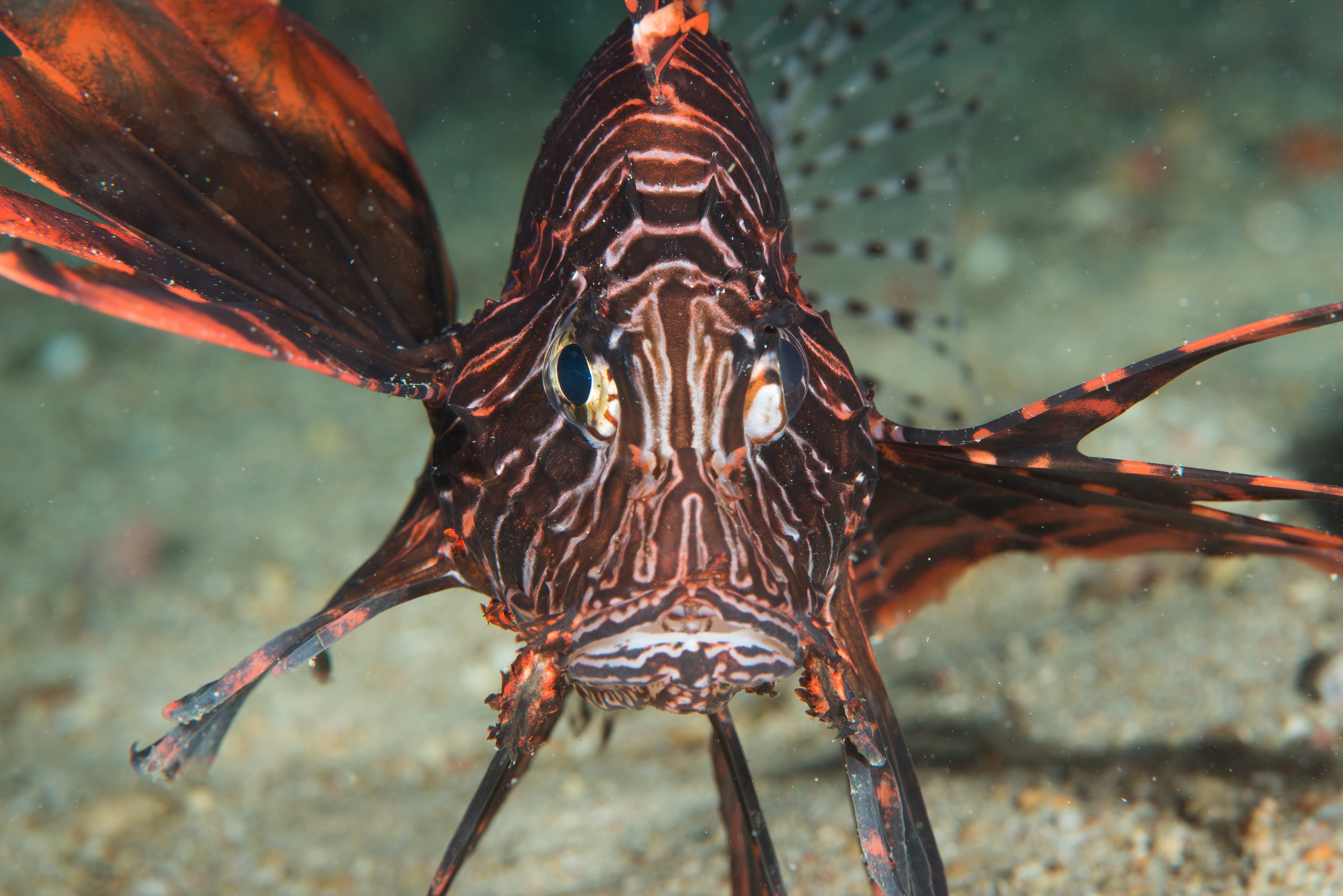 Pterois lionfish closeup HD Wallpaper