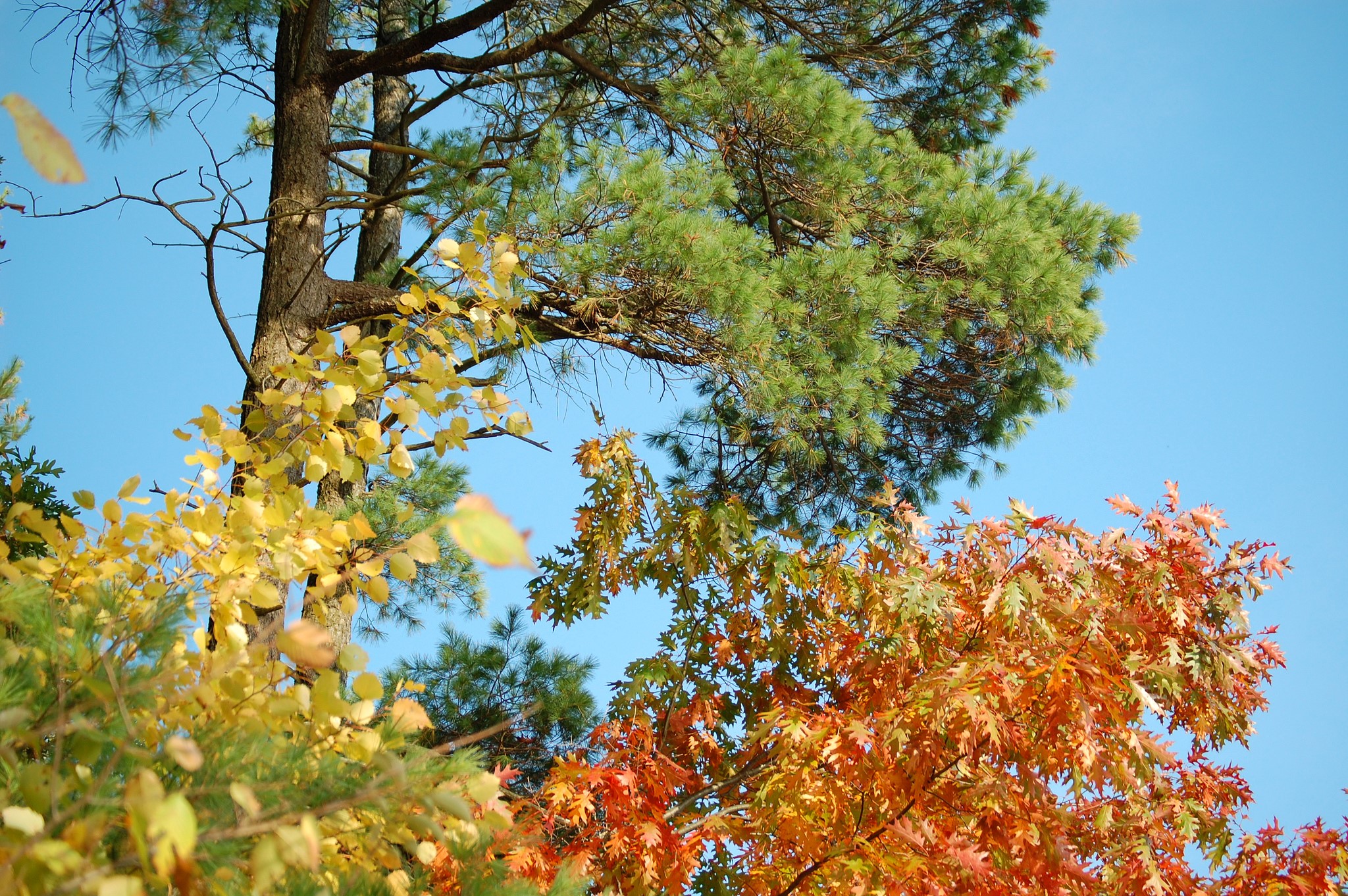 Autumn trees with yellow, orange, and green foliage against a blue sky HD Wallpaper