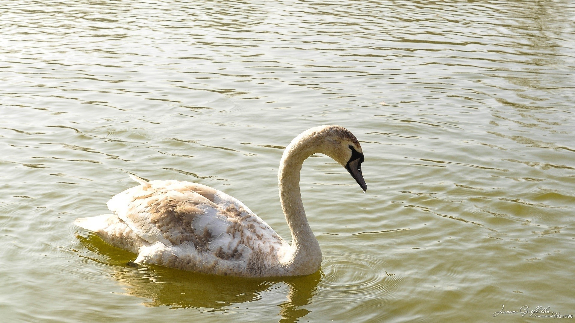 A young swan swims in the water HD Wallpaper