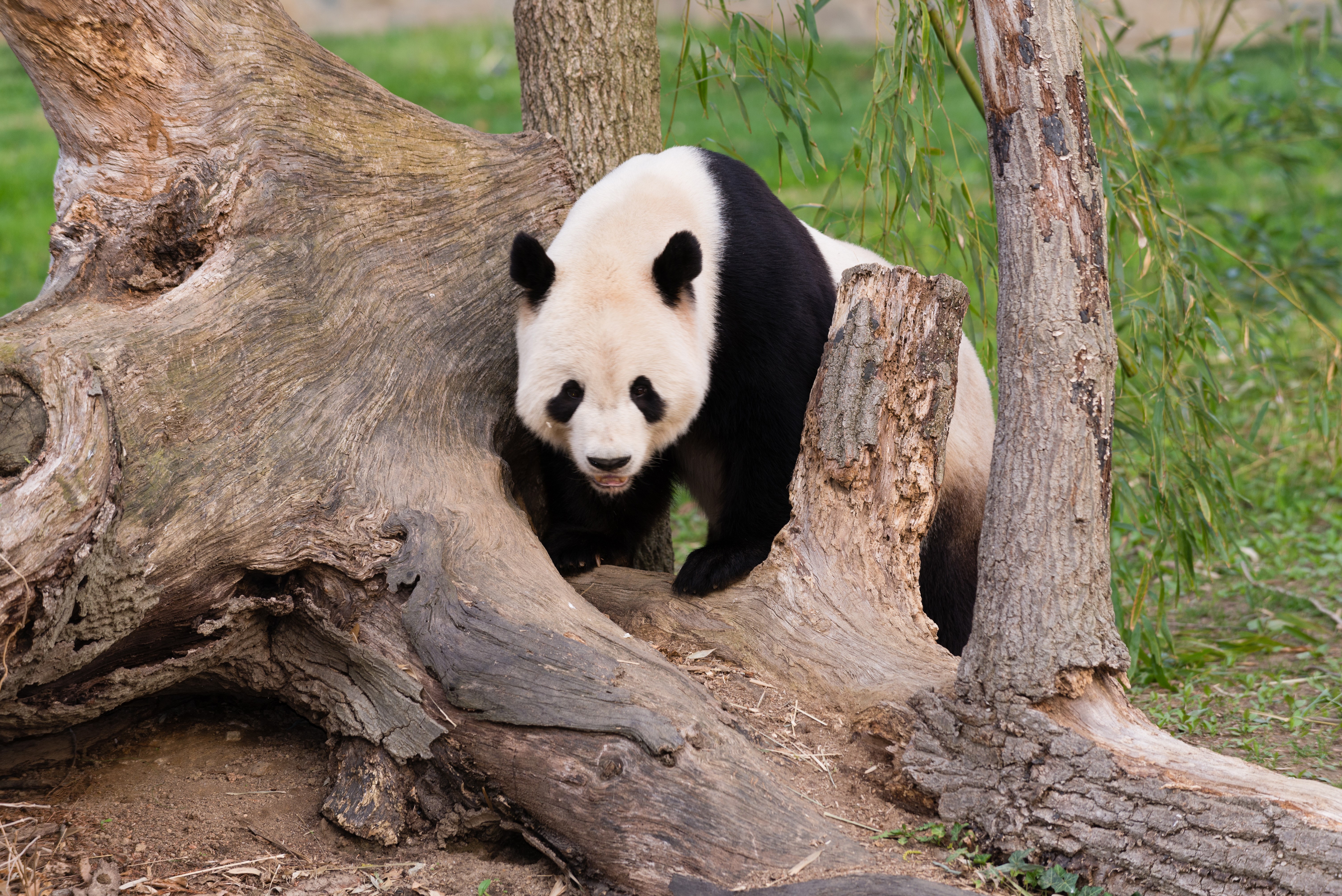 Panda bear near a tree trunk HD Wallpaper